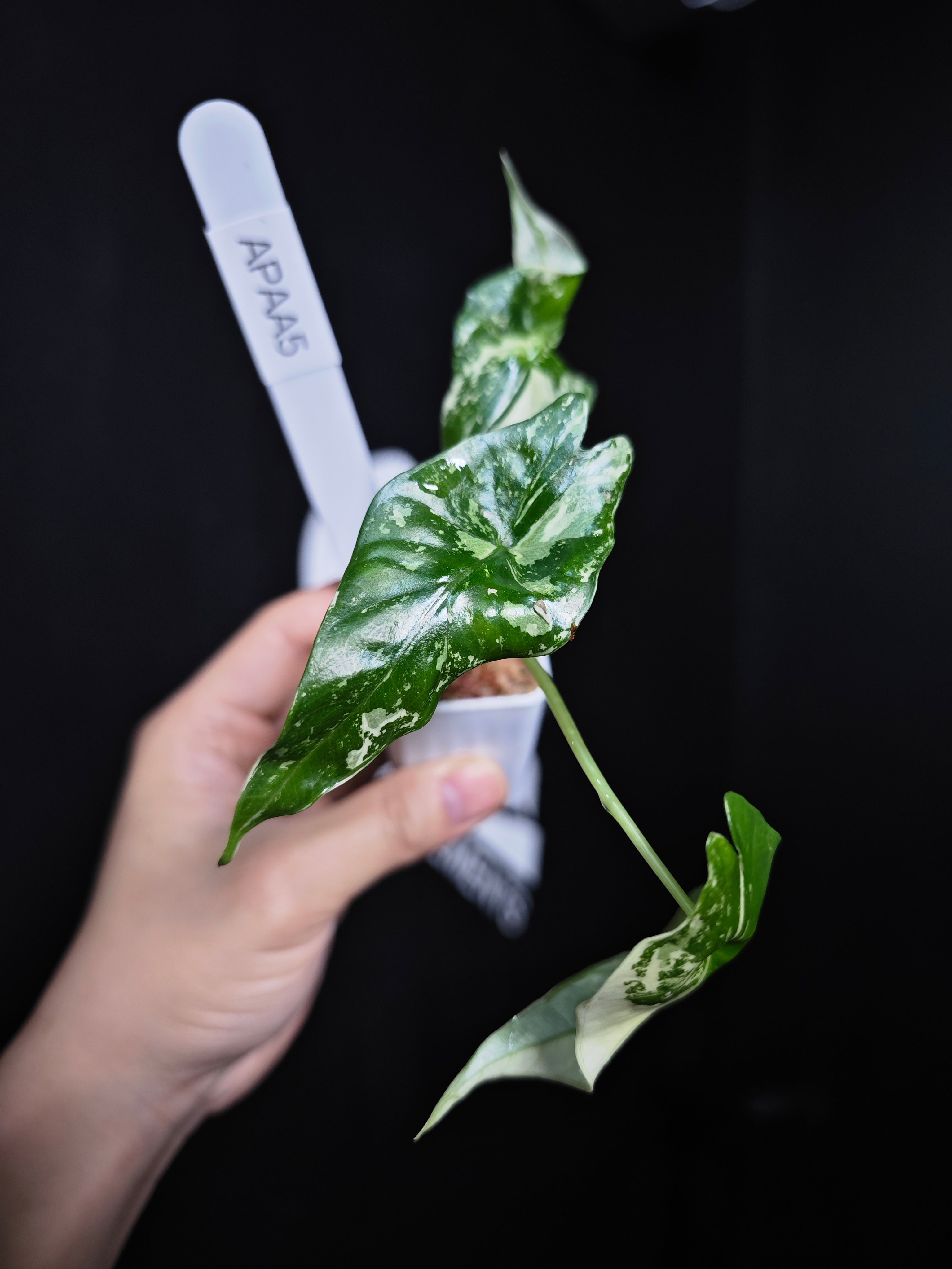 Alocasia Simpo Albo