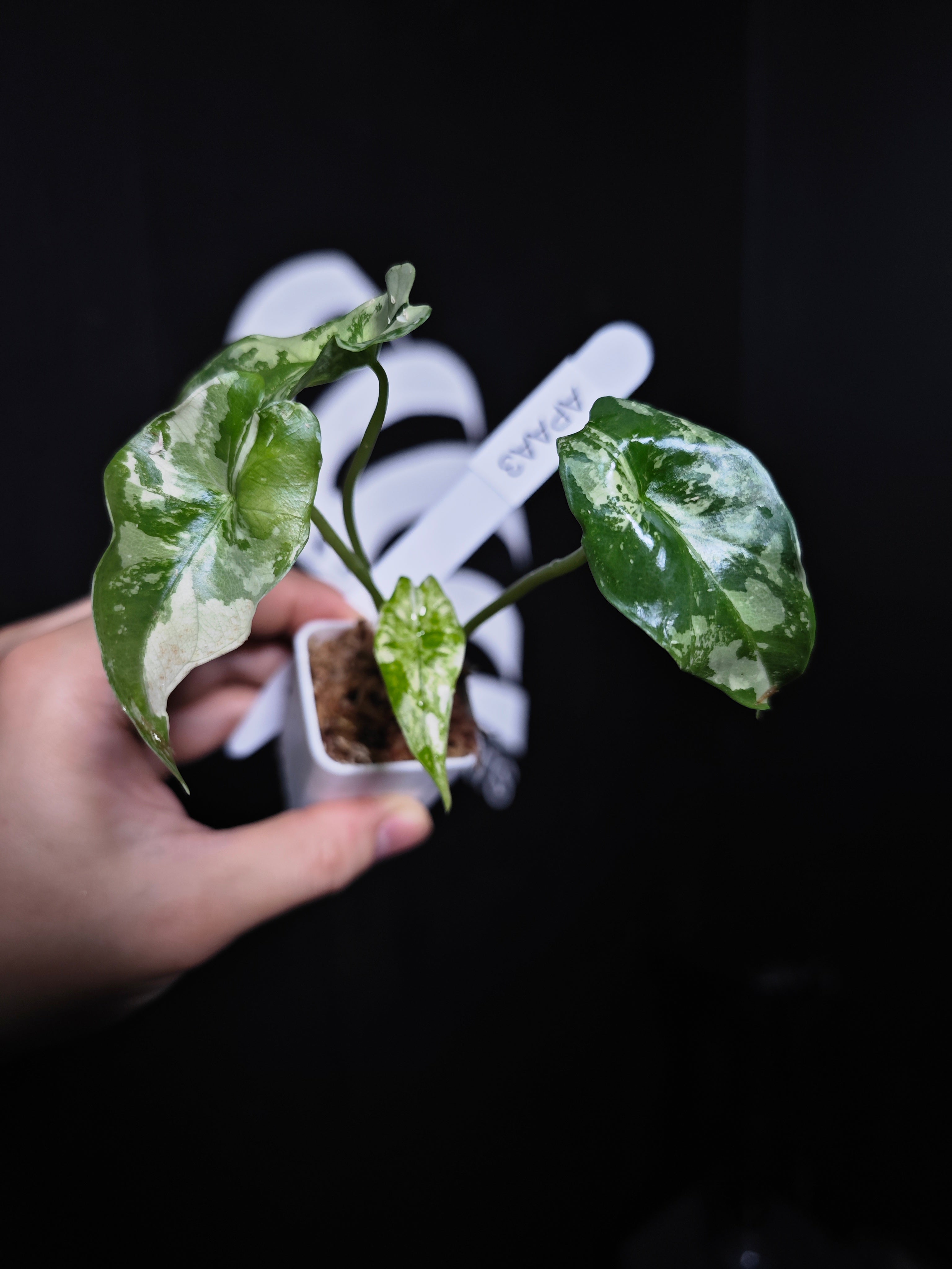 Alocasia Simpo Albo