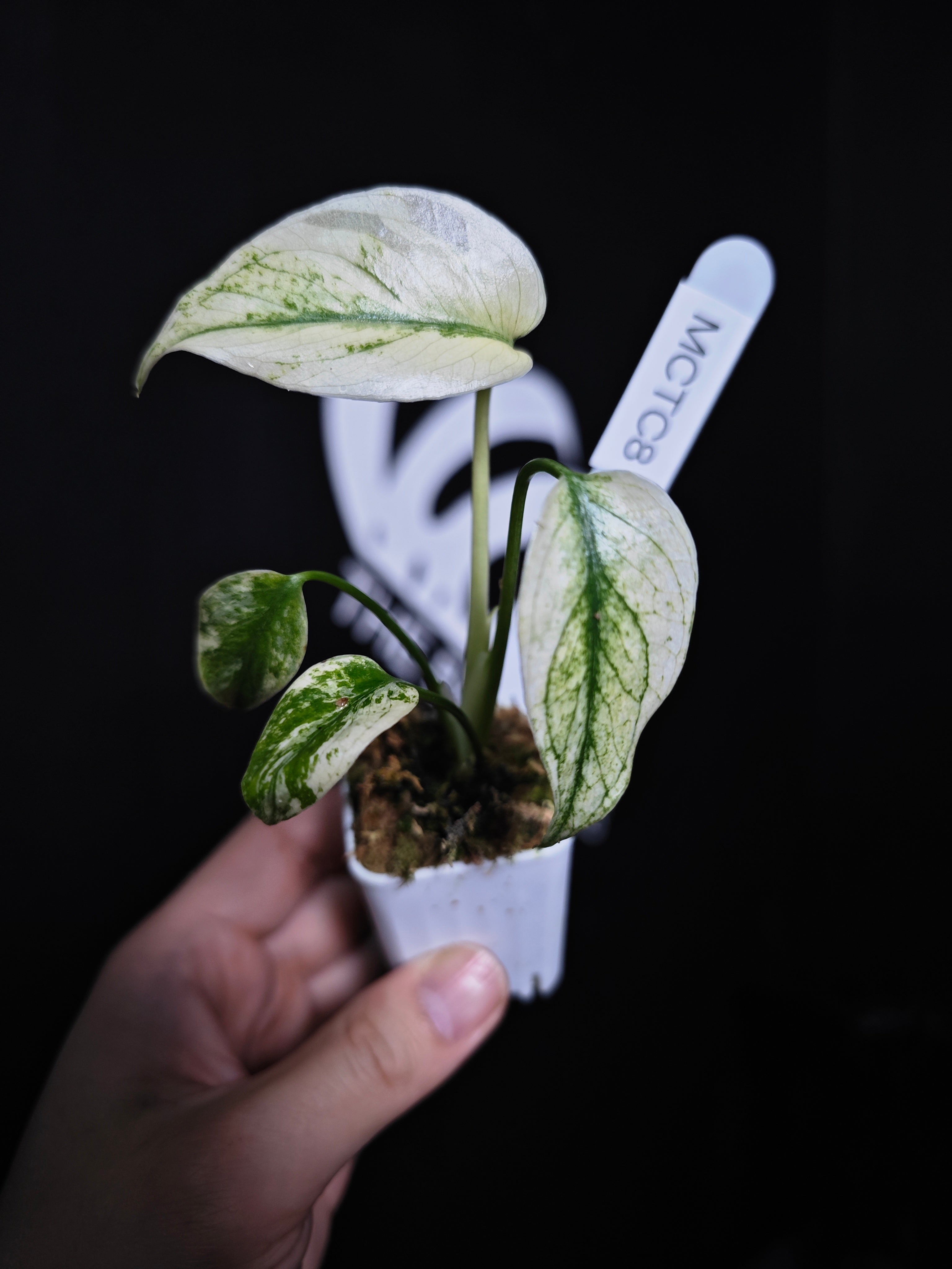 【その他（99）】CANTY HYPER MONSTERA Monstera Deliciosa 'Compacta' with Kunzo Tags *Grower's Choice