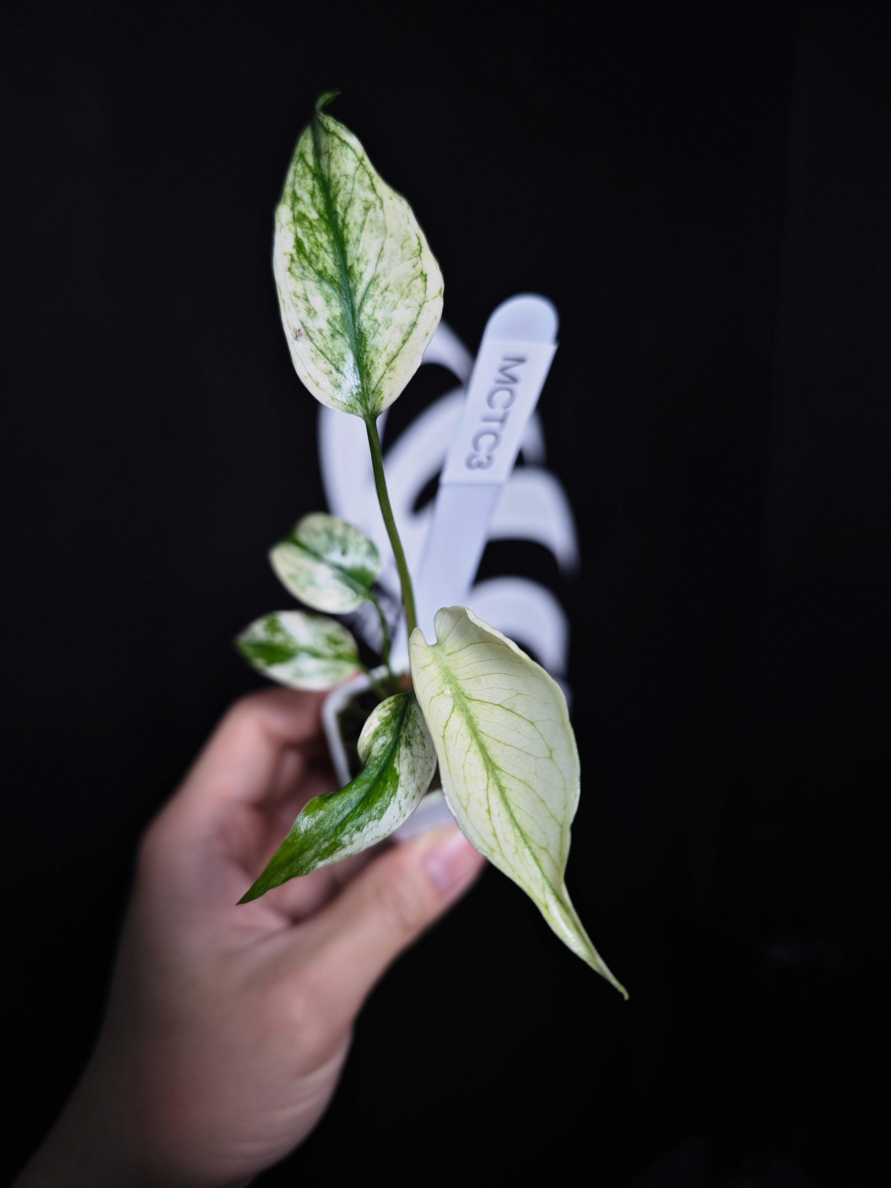 【その他（99）】CANTY HYPER MONSTERA Monstera Deliciosa 'Compacta' with Kunzo Tags *Grower's Choice