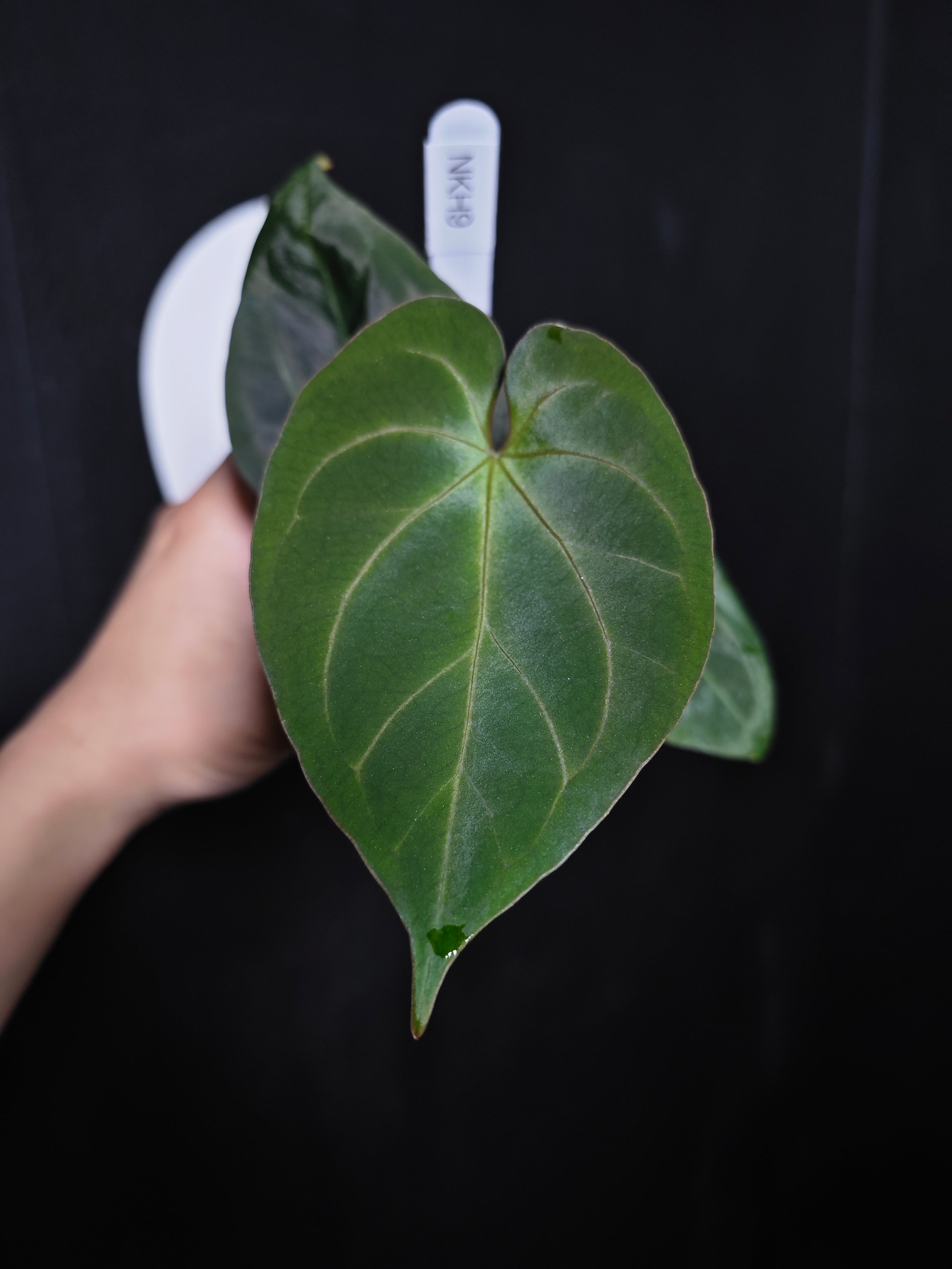 Anthurium King of Spades Dark Round x Dark Butterfly Selected