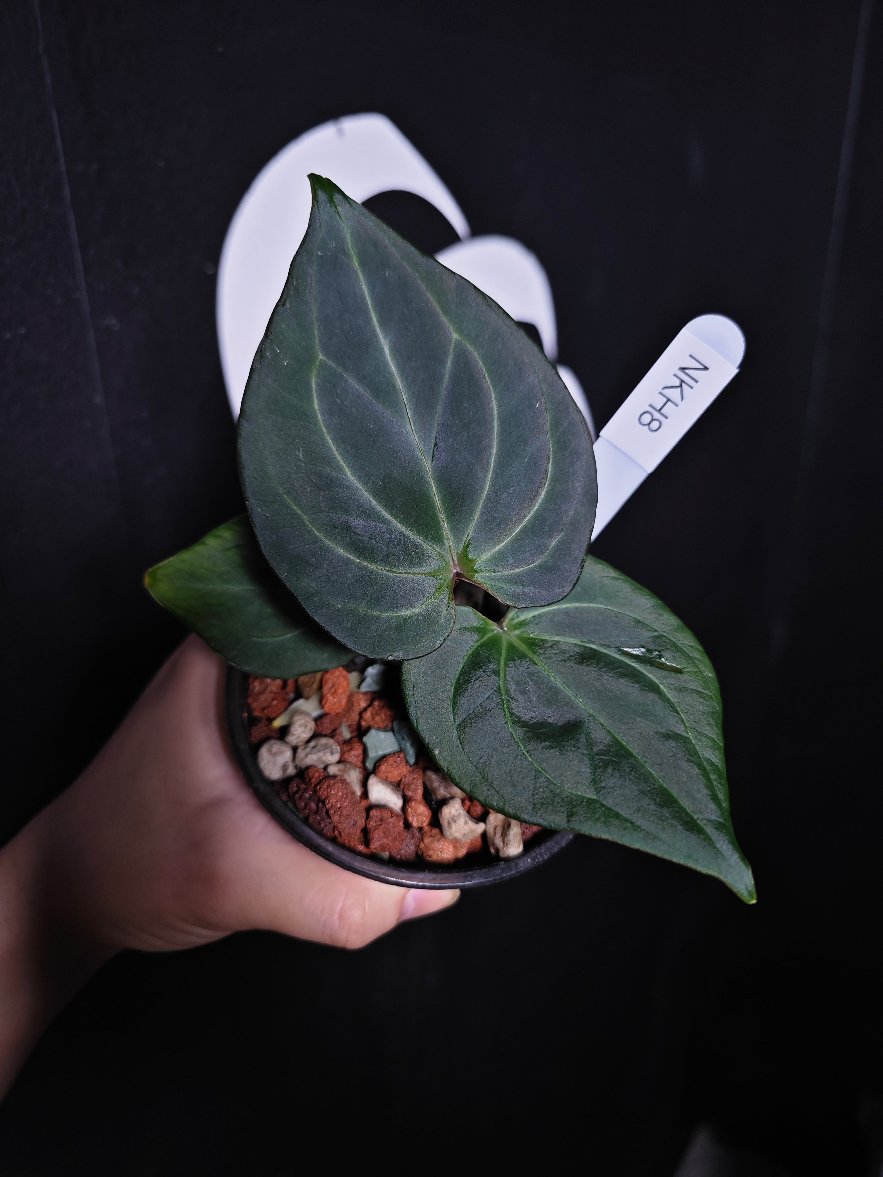 Anthurium King of Spades Dark Round x Dark Butterfly Selected