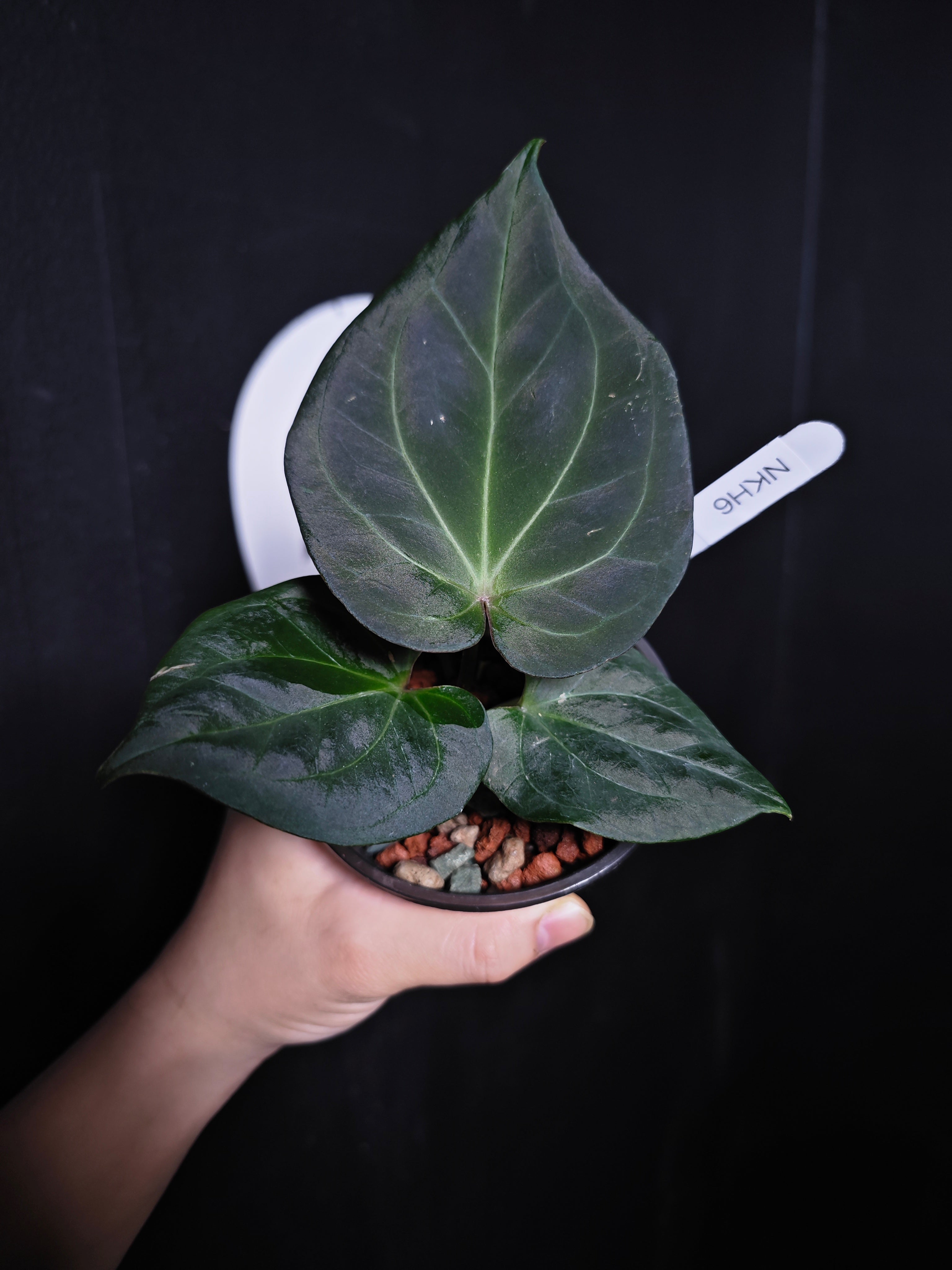 Anthurium King of Spades Dark Round x Dark Butterfly Selected