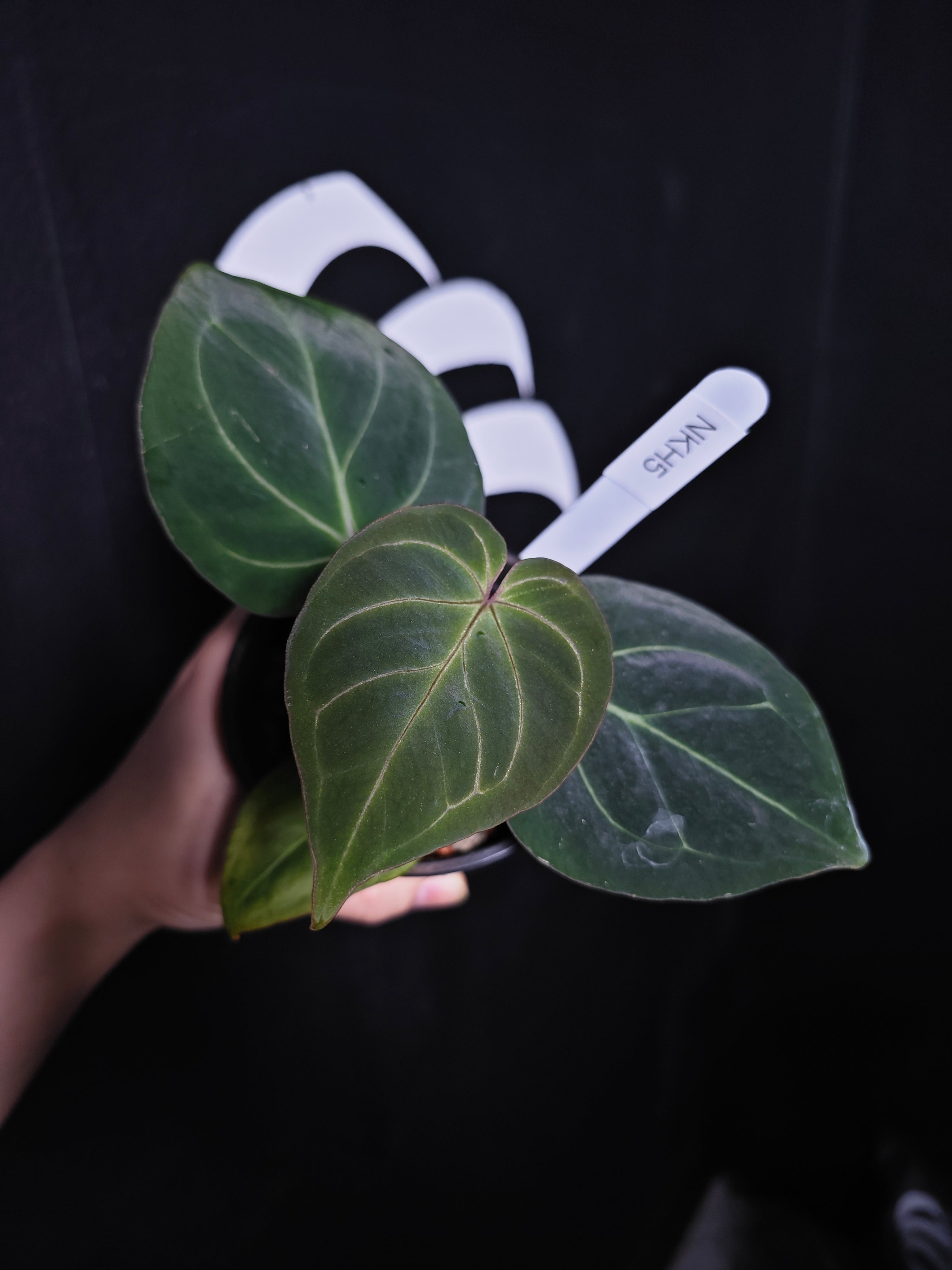 Anthurium King of Spades Dark Round x Dark Butterfly Selected