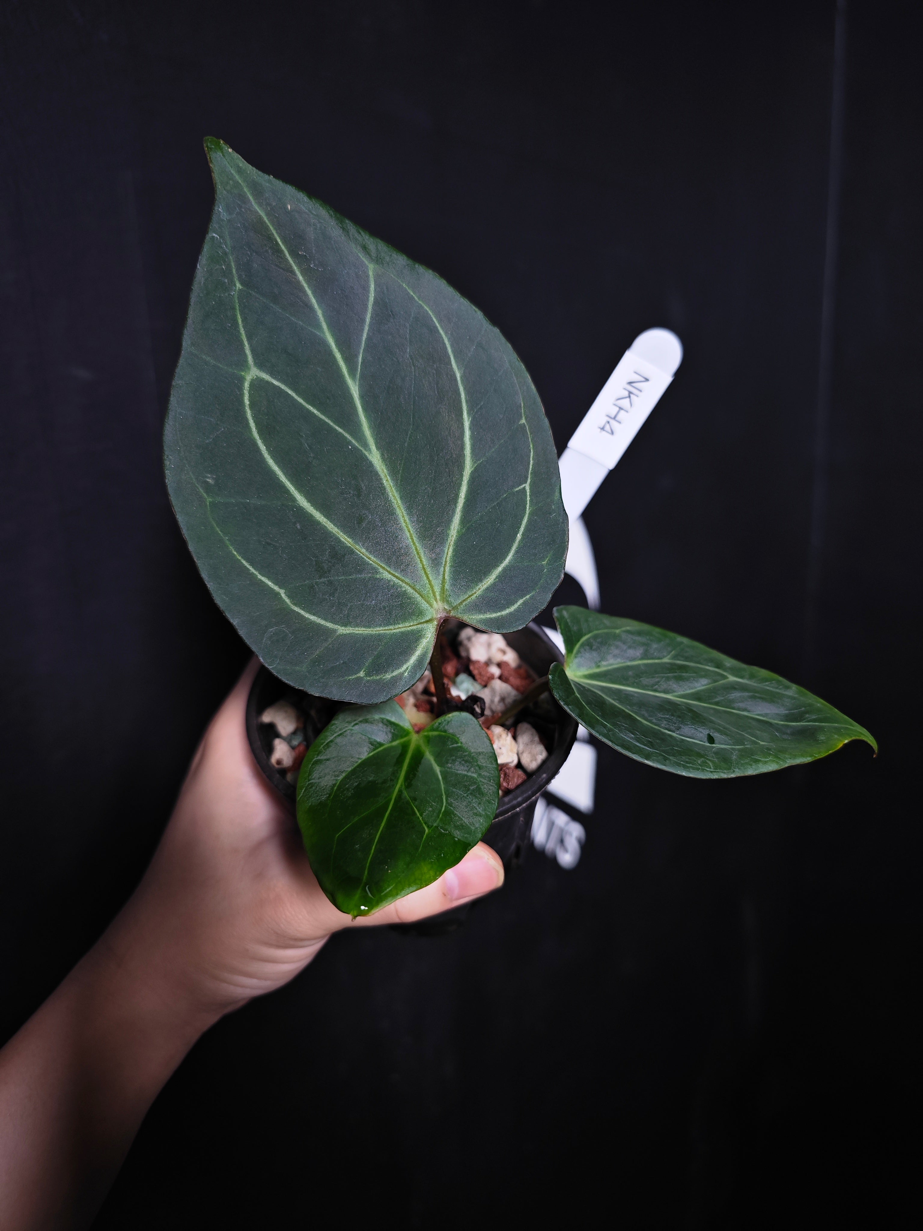 Anthurium King of Spades Dark Round x Dark Butterfly Selected
