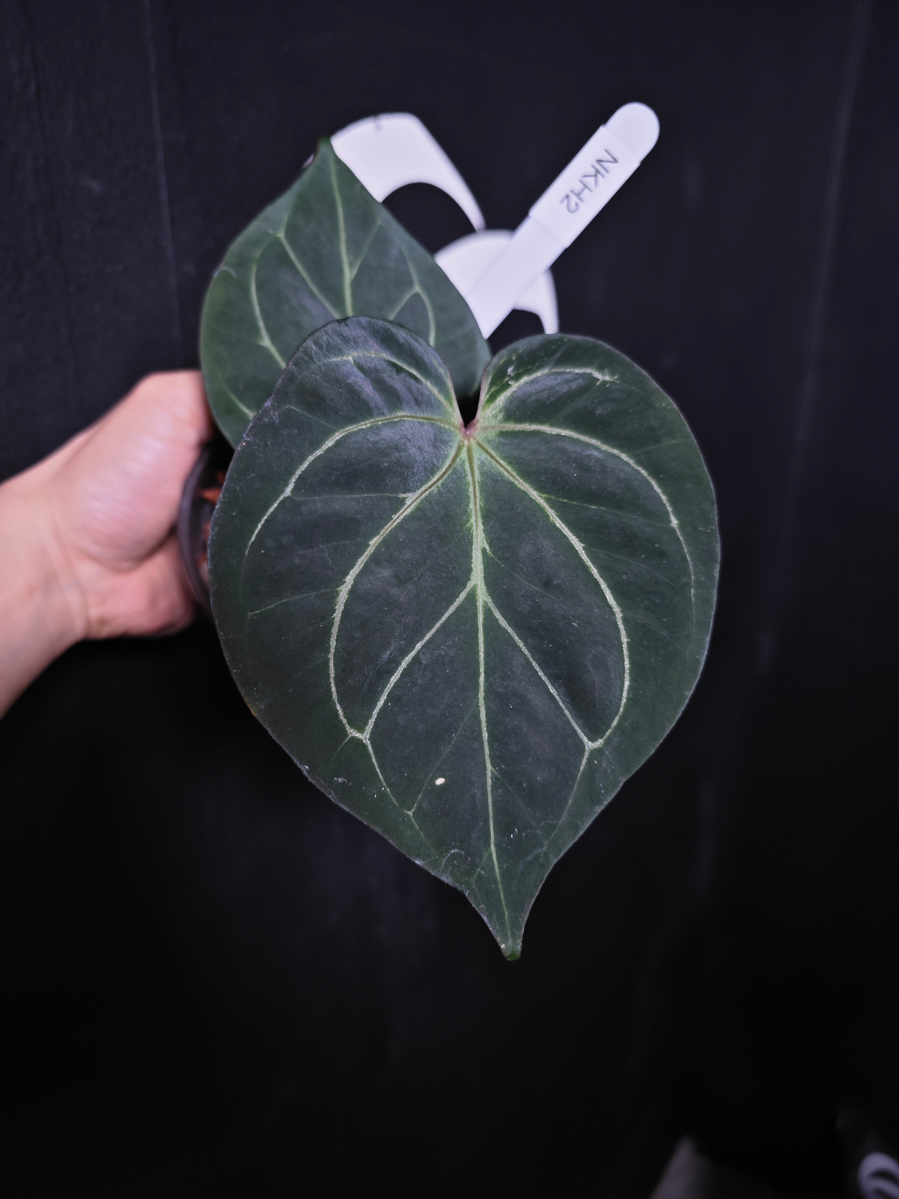 anthurium king of spades Round　Type Anthurium King of Spades Dark Round x Dark Butterfly Selected