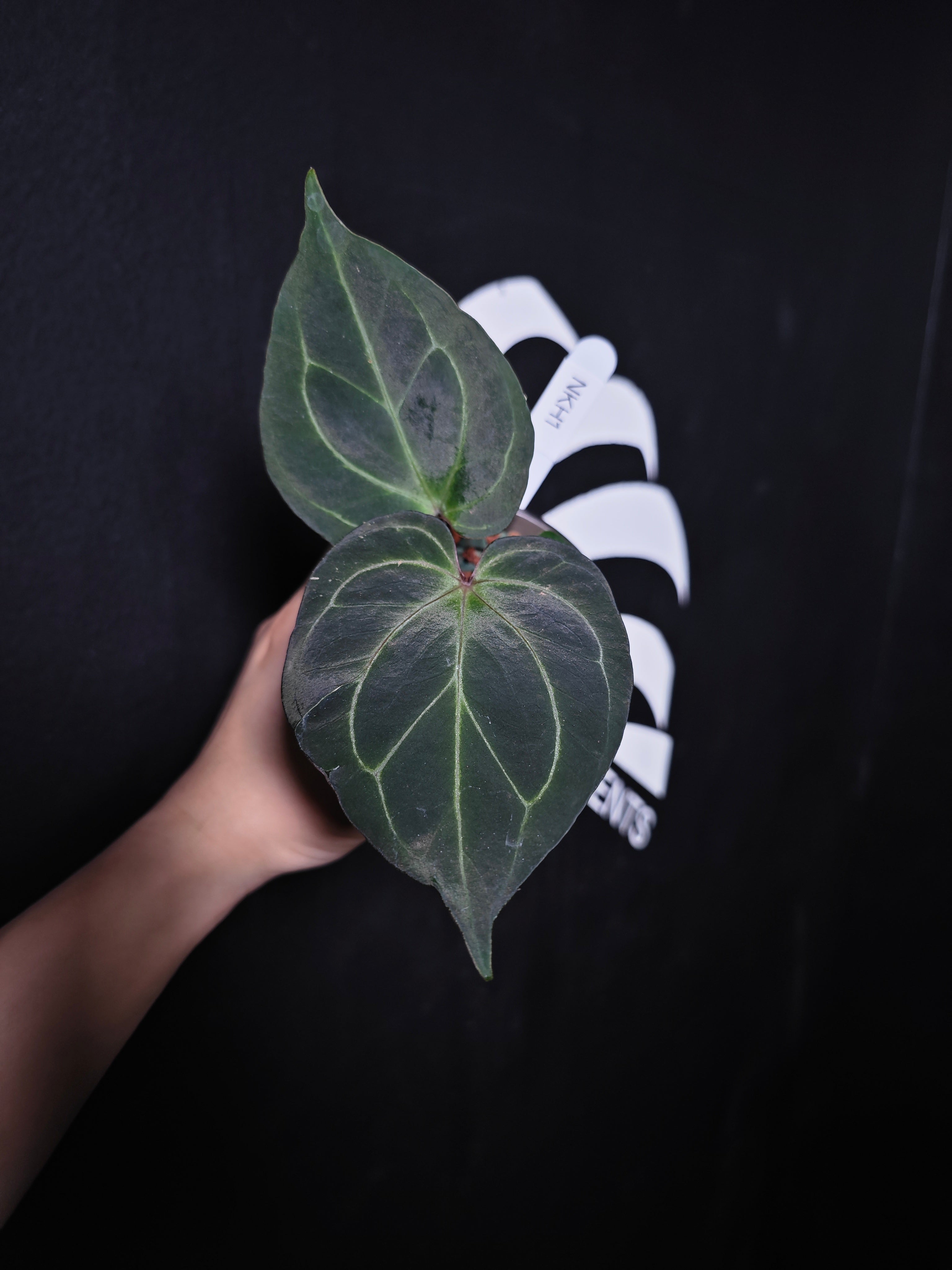Anthurium King of Spades Dark Round x Dark Butterfly Selected