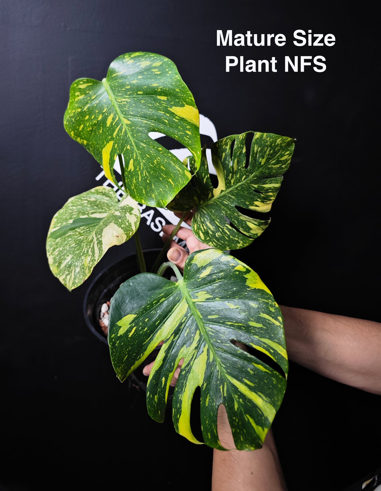 Monstera Electrolyte - thebasements.com