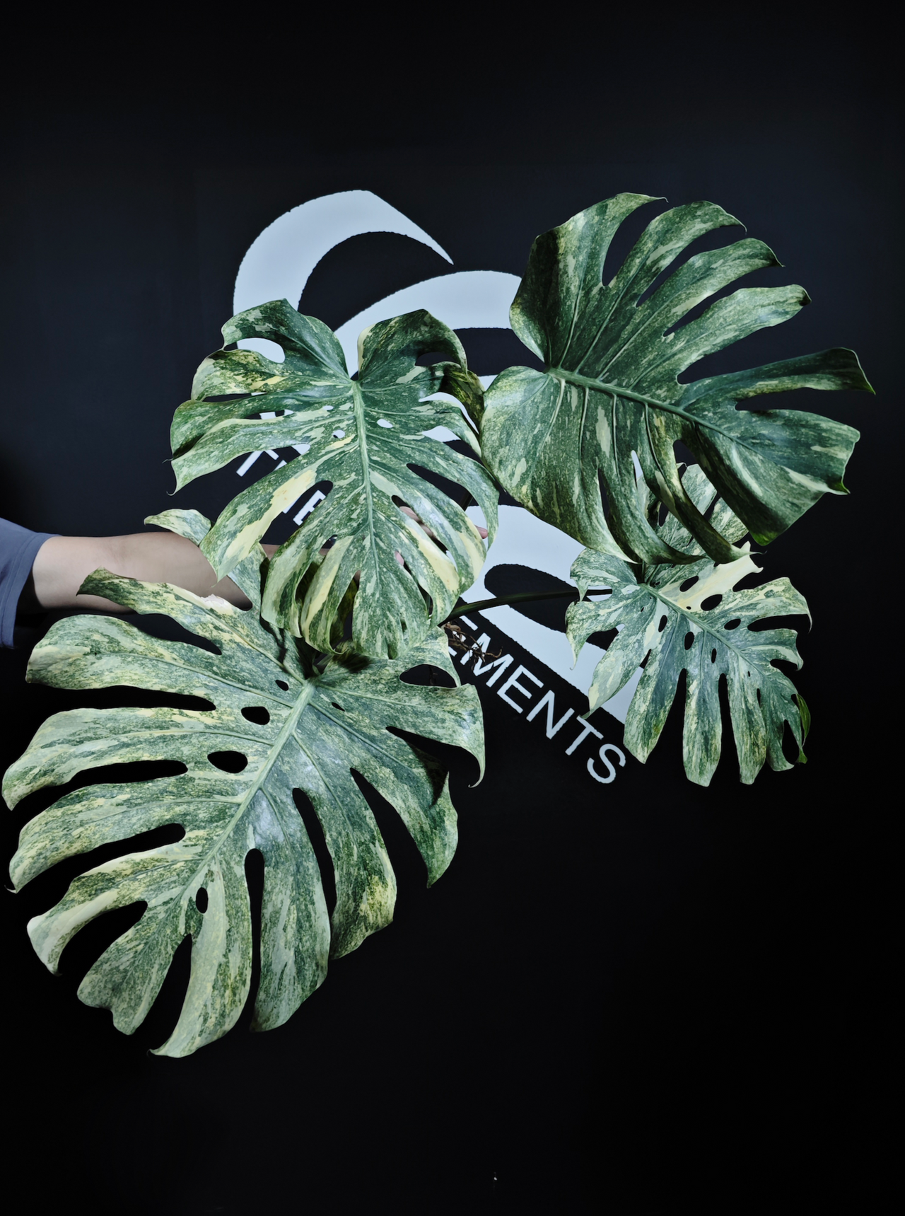 Monstera Legacy
