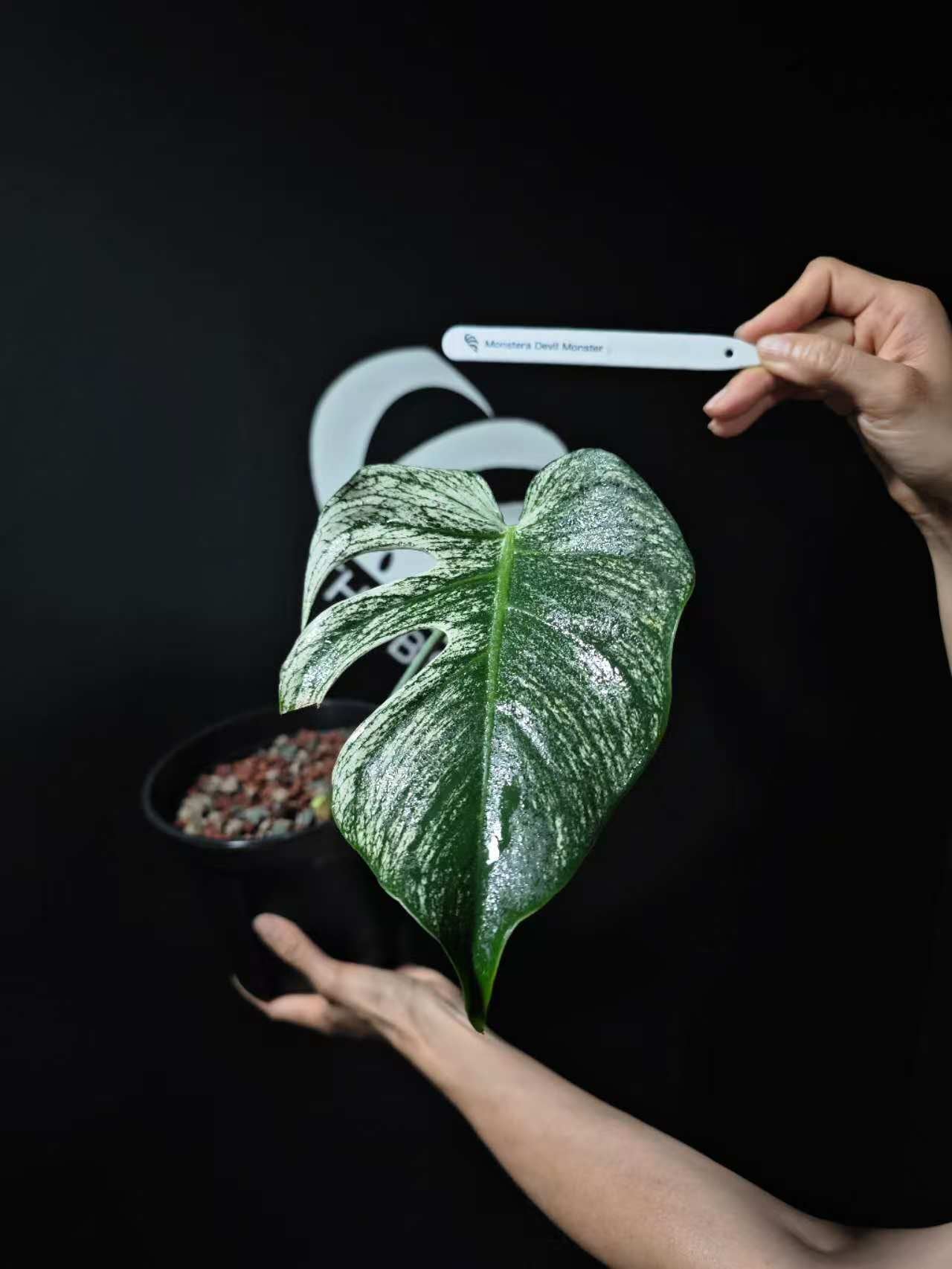 Monstera Devil Monster