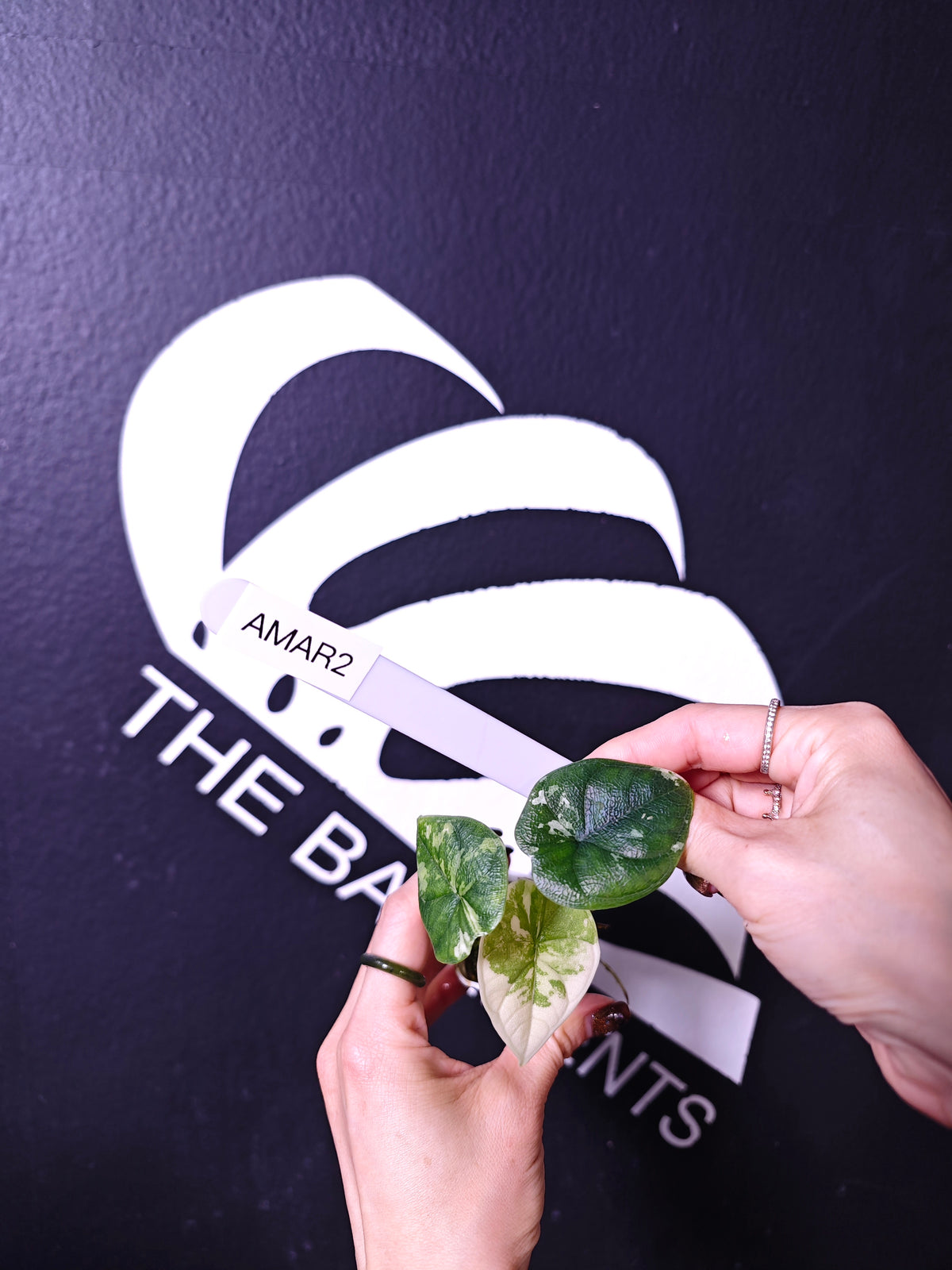 THEBASEMENTS AMAR2 58337945209fbd71