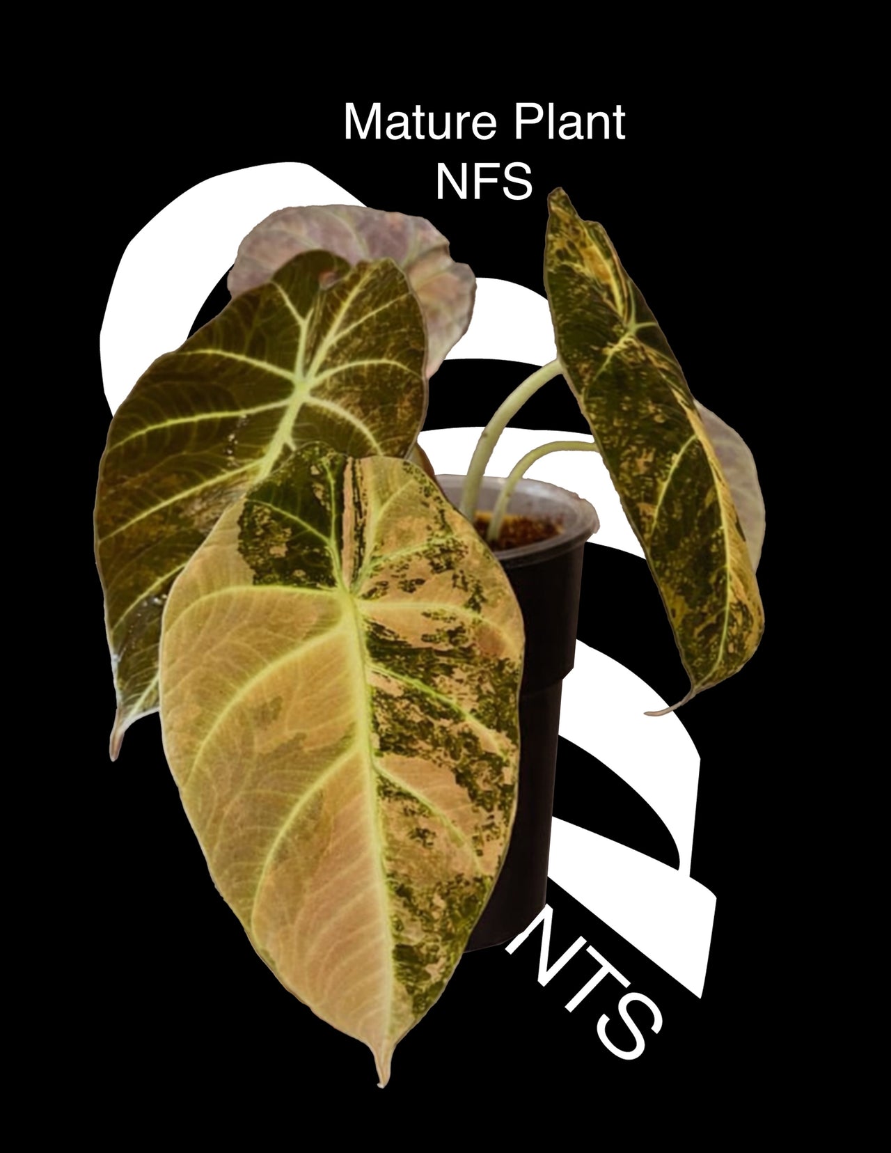 Alocasia Black Velvet Aurea Variegated