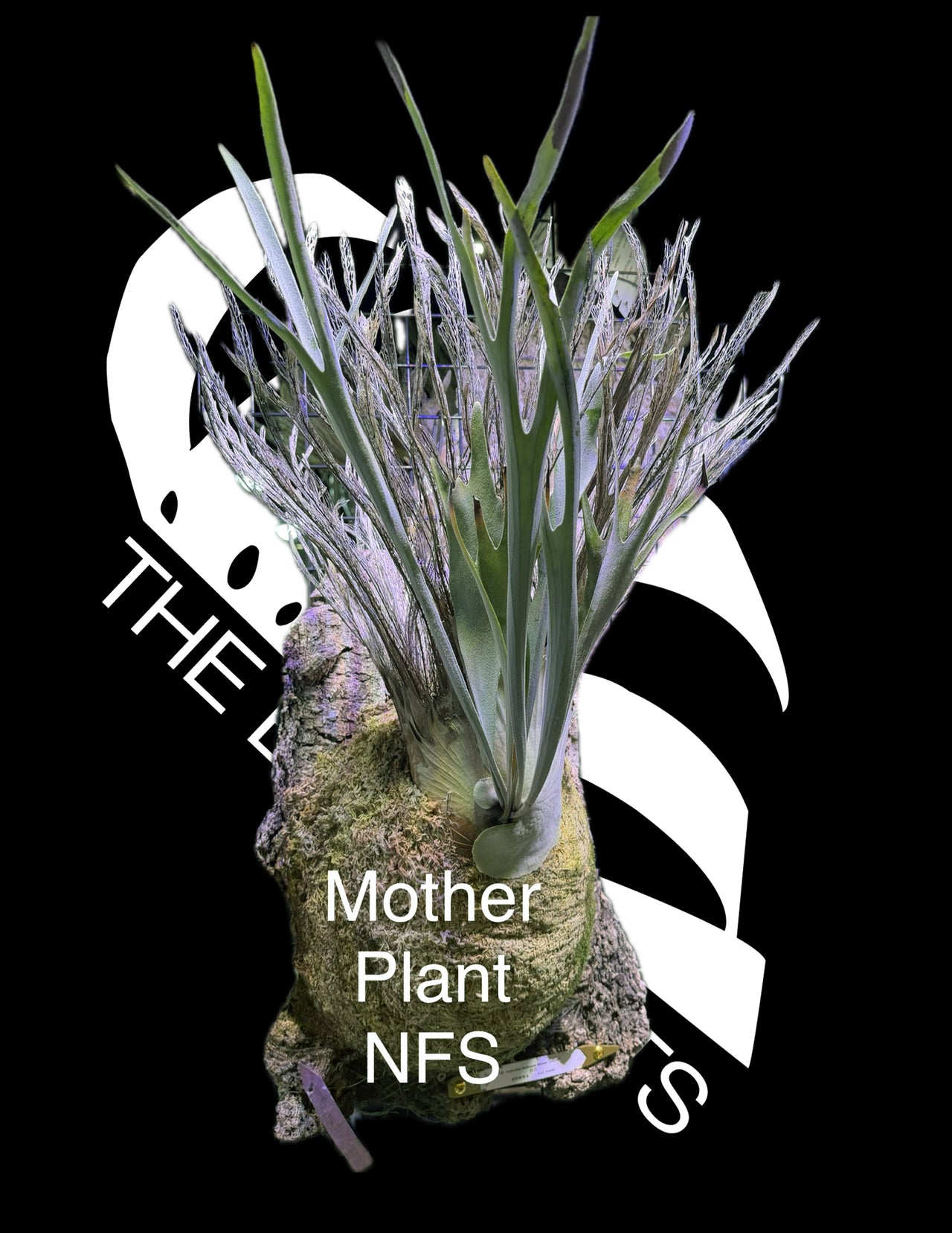 Platycerium Veitchii AR "Chief" Sporeling