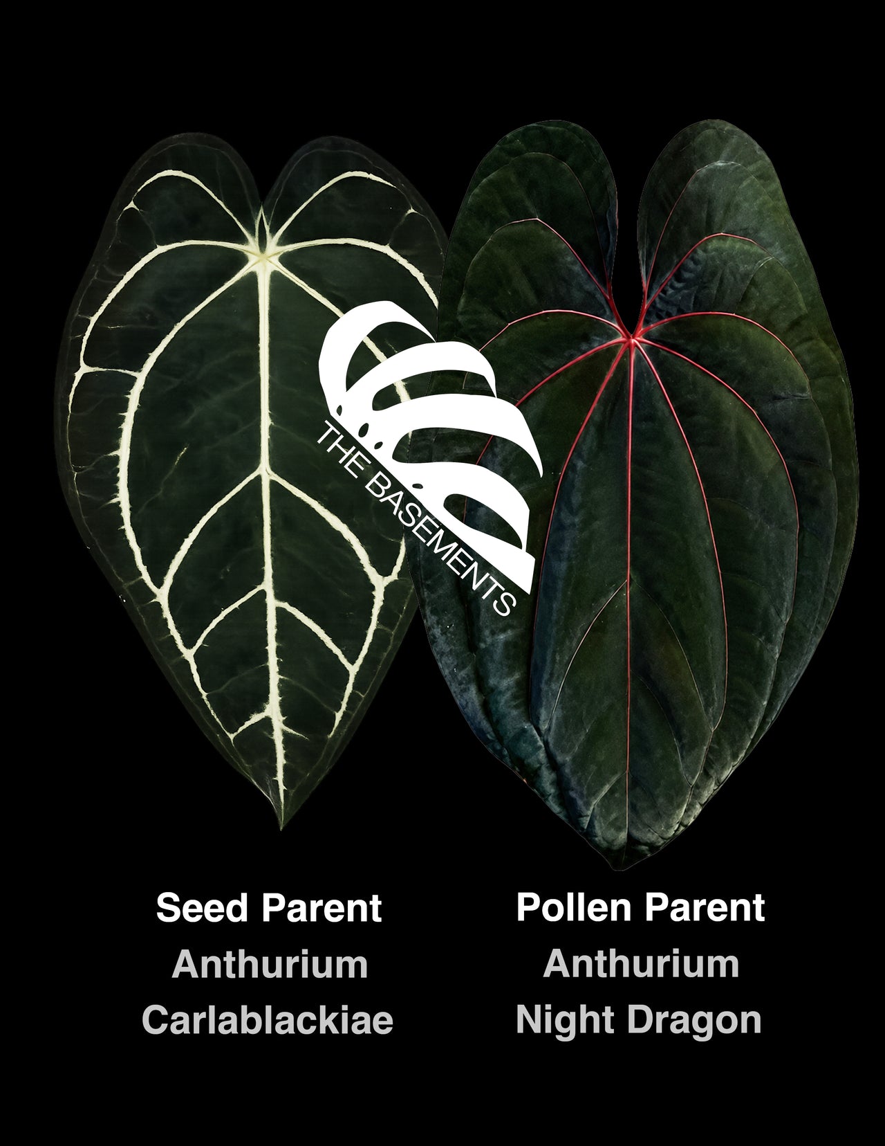 Anthurium Carlablackiae x Night Dragon