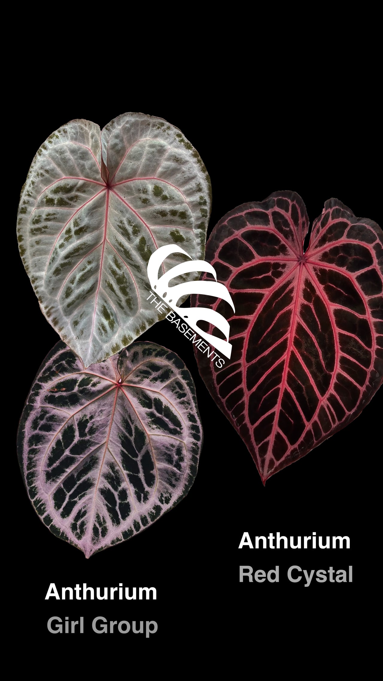 Anthurium Girl Group x Red Crystal