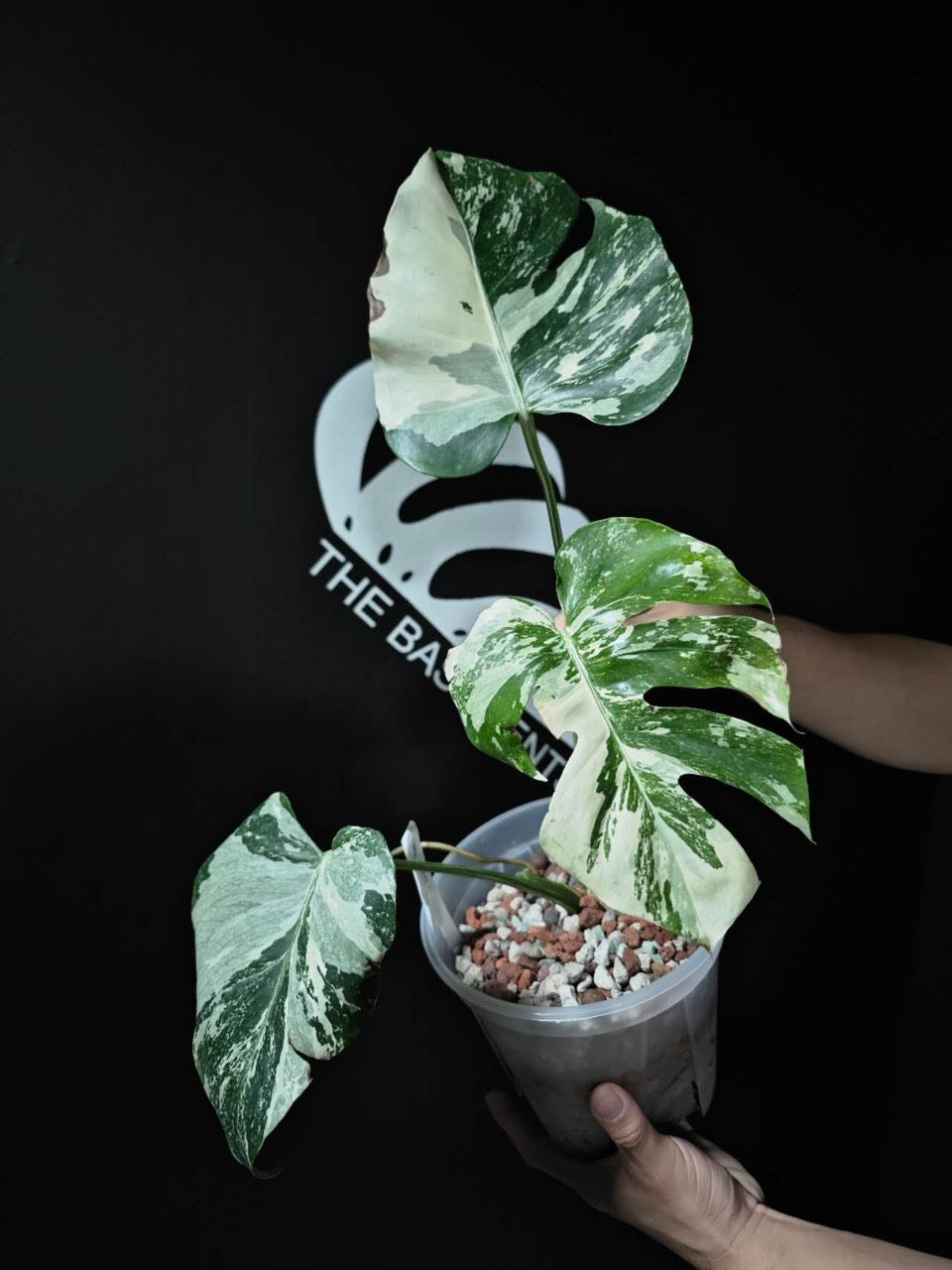 Monstera Deliciosa Albo Marble