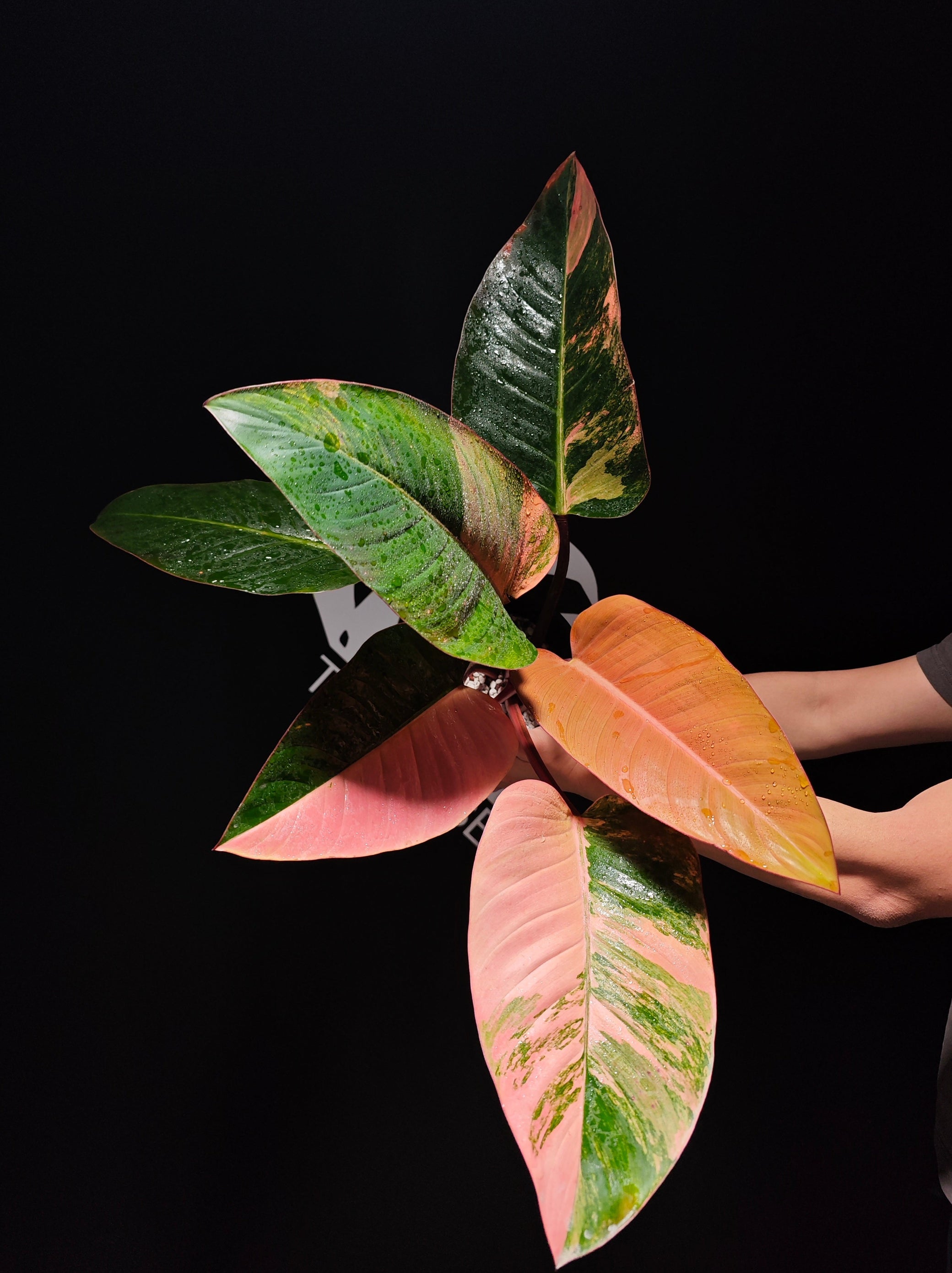 philodendron congo red variegata Philodendron Yellow Congo Variegated