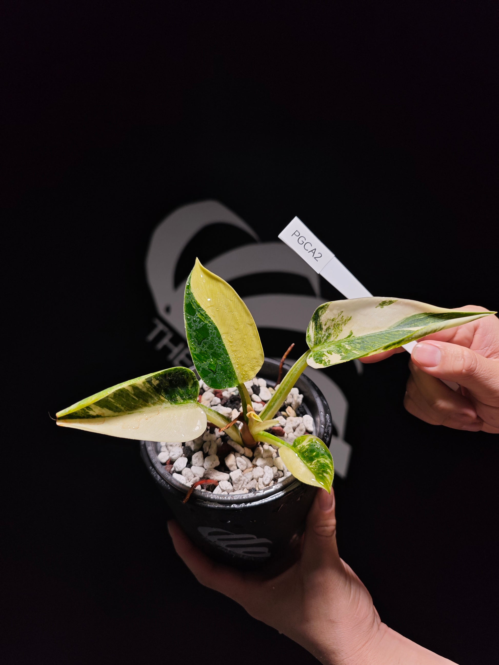 Philodendron Green Congo Variegated - thebasements.us