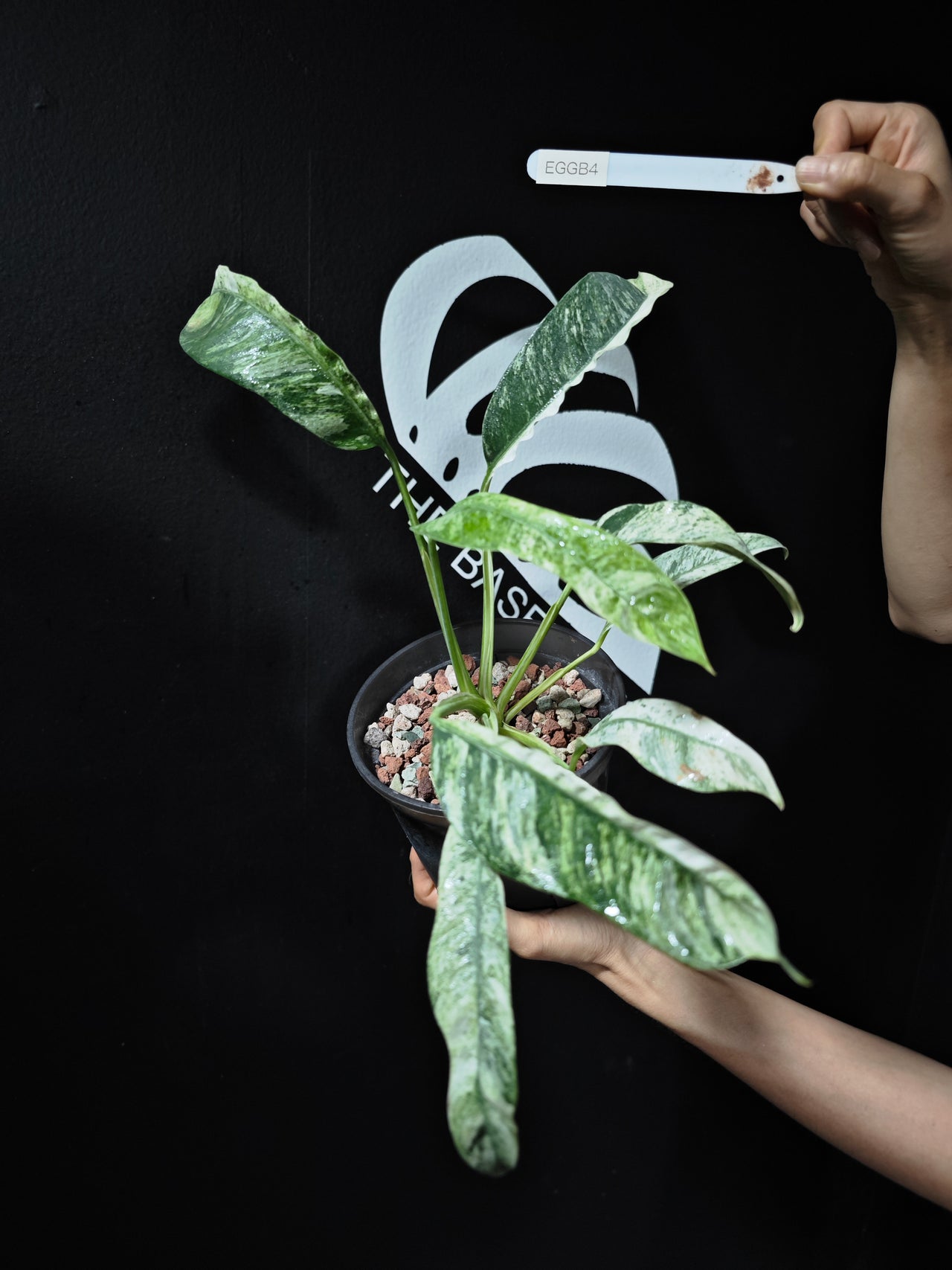 Epipremnum Giganteum Albo