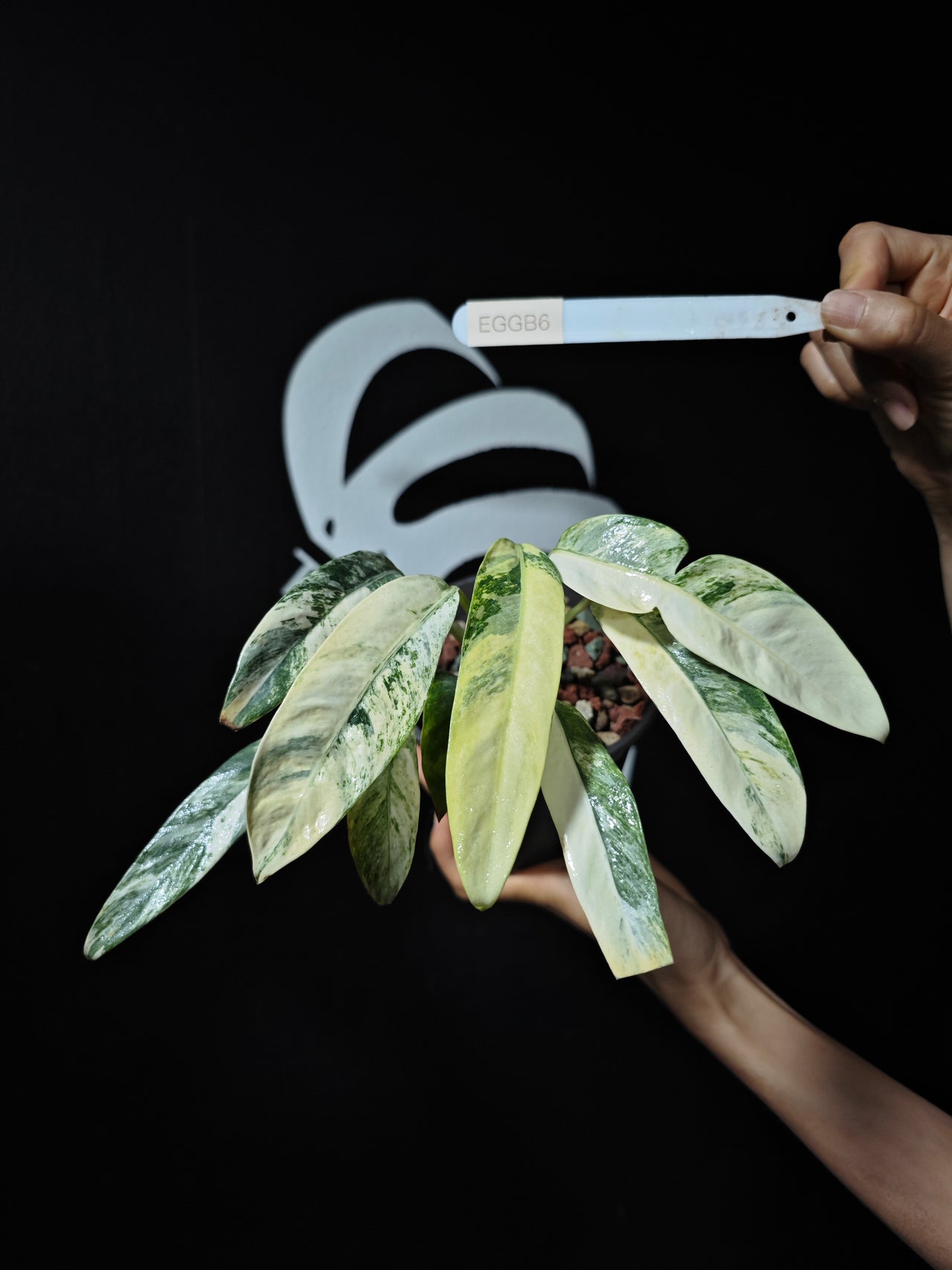 Epipremnum Giganteum Albo