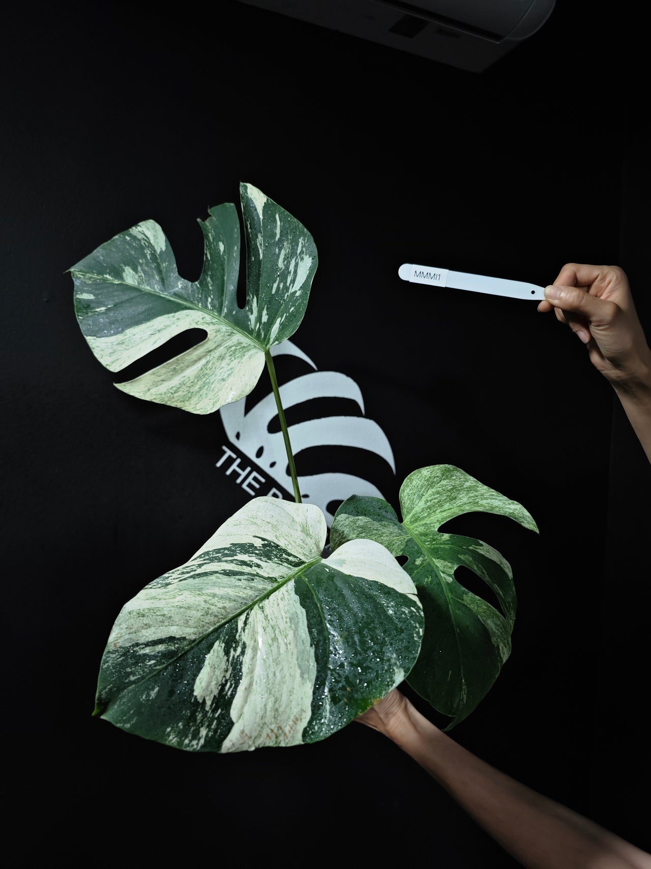 Monstera NOID Jungle Mint