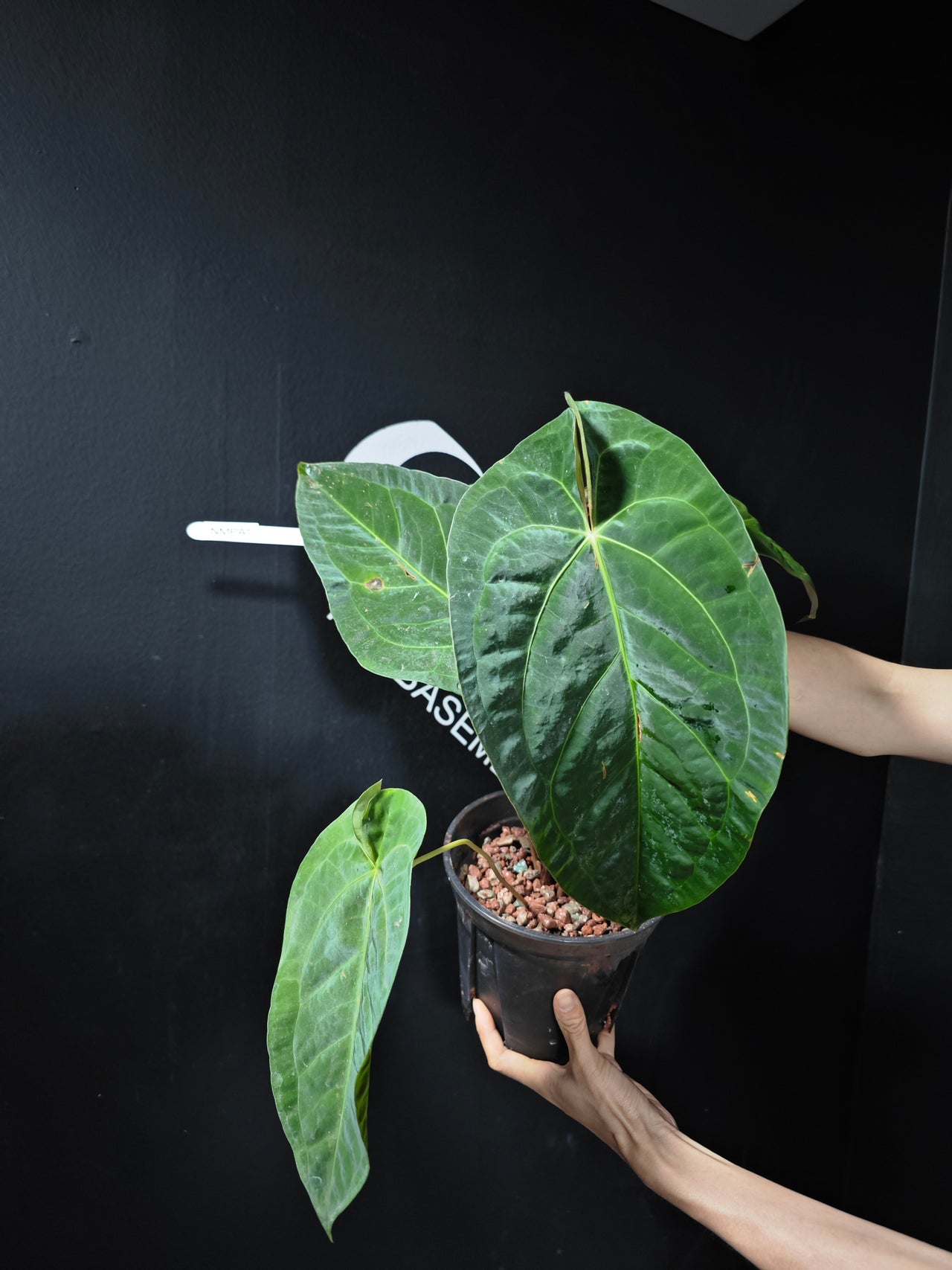 Anthurium Magnificum x Papilliaminum