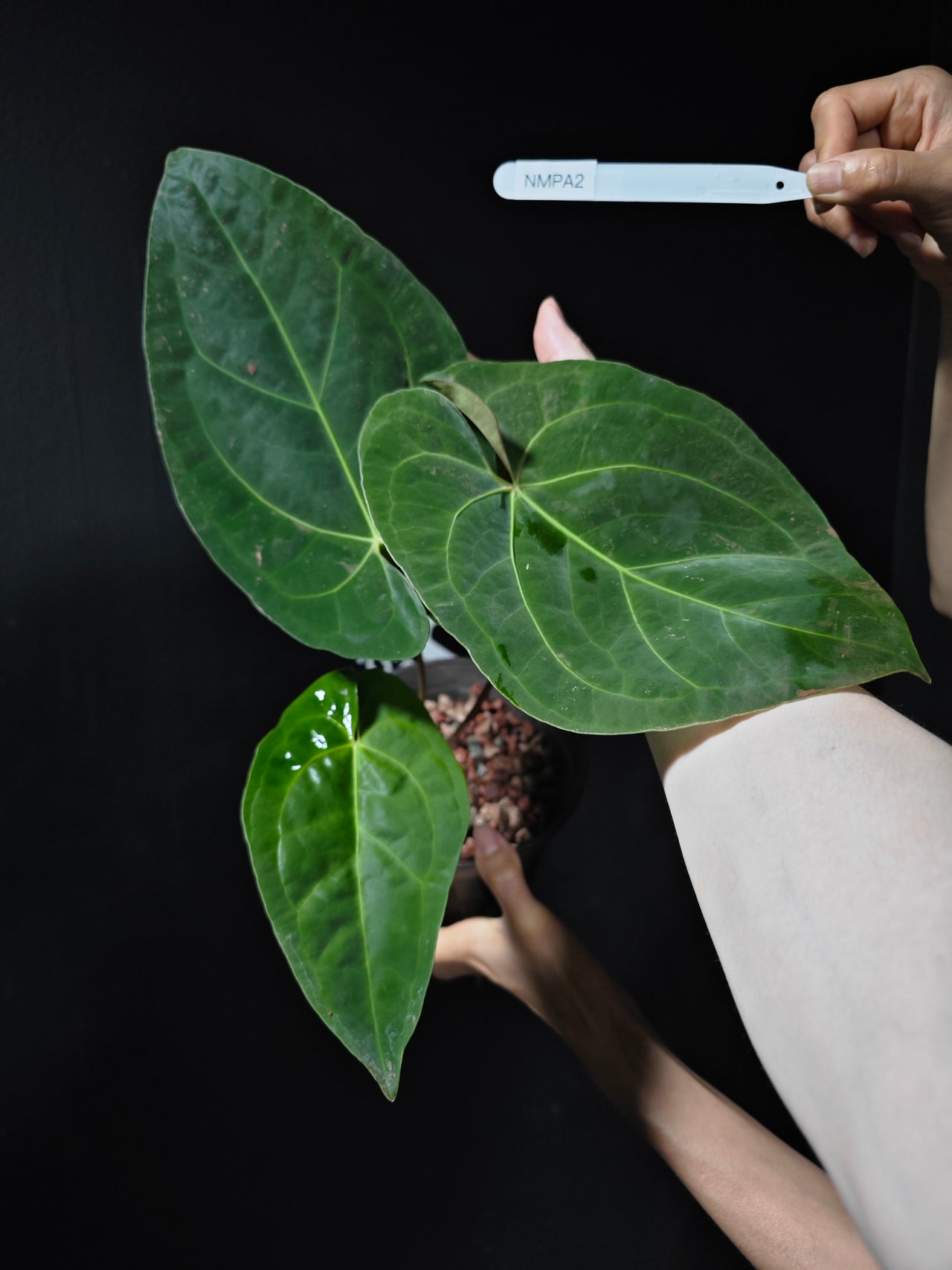 Anthurium Magnificum x Papilliaminum