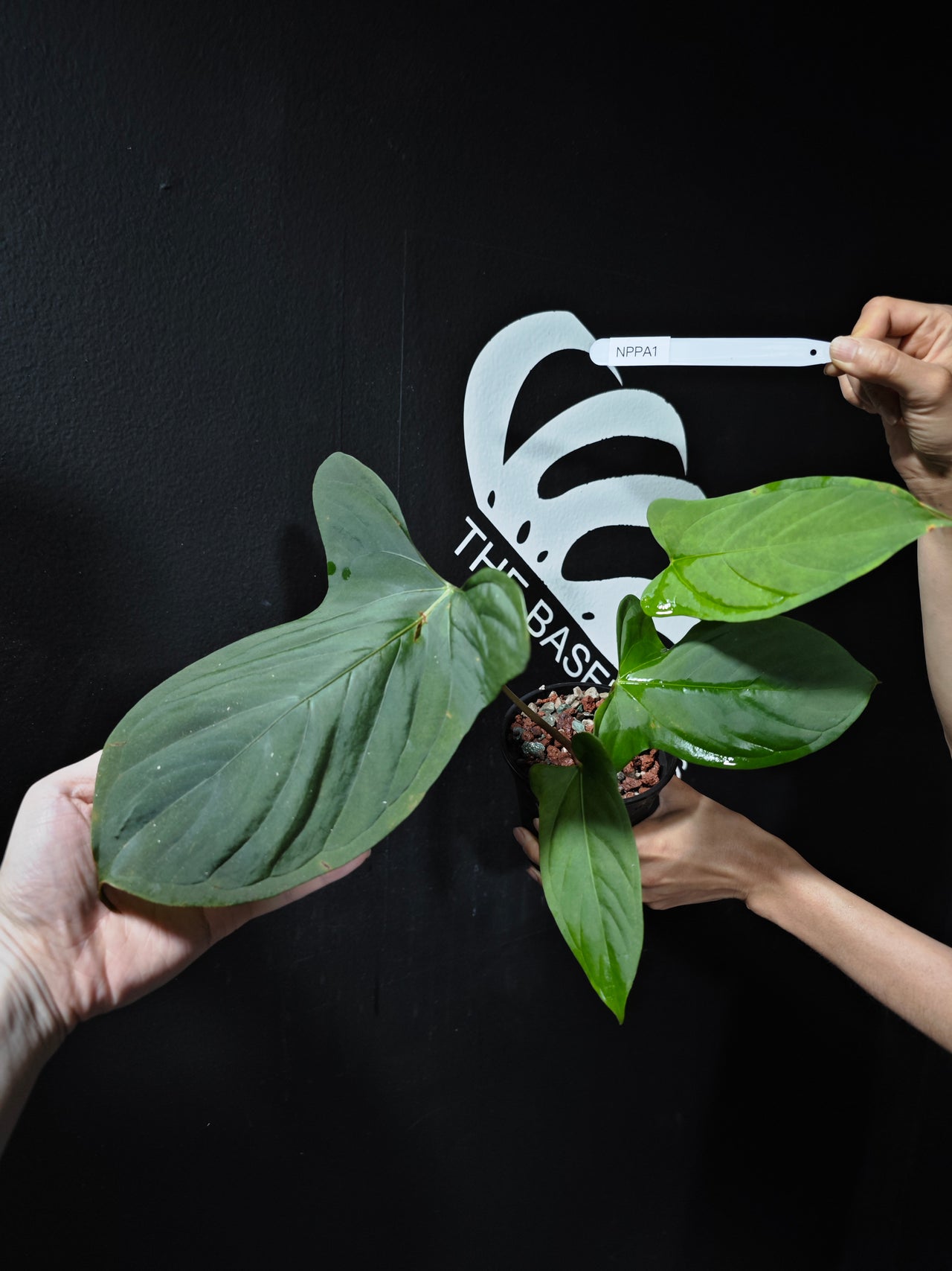 Anthurium Moronense x Papilliaminum