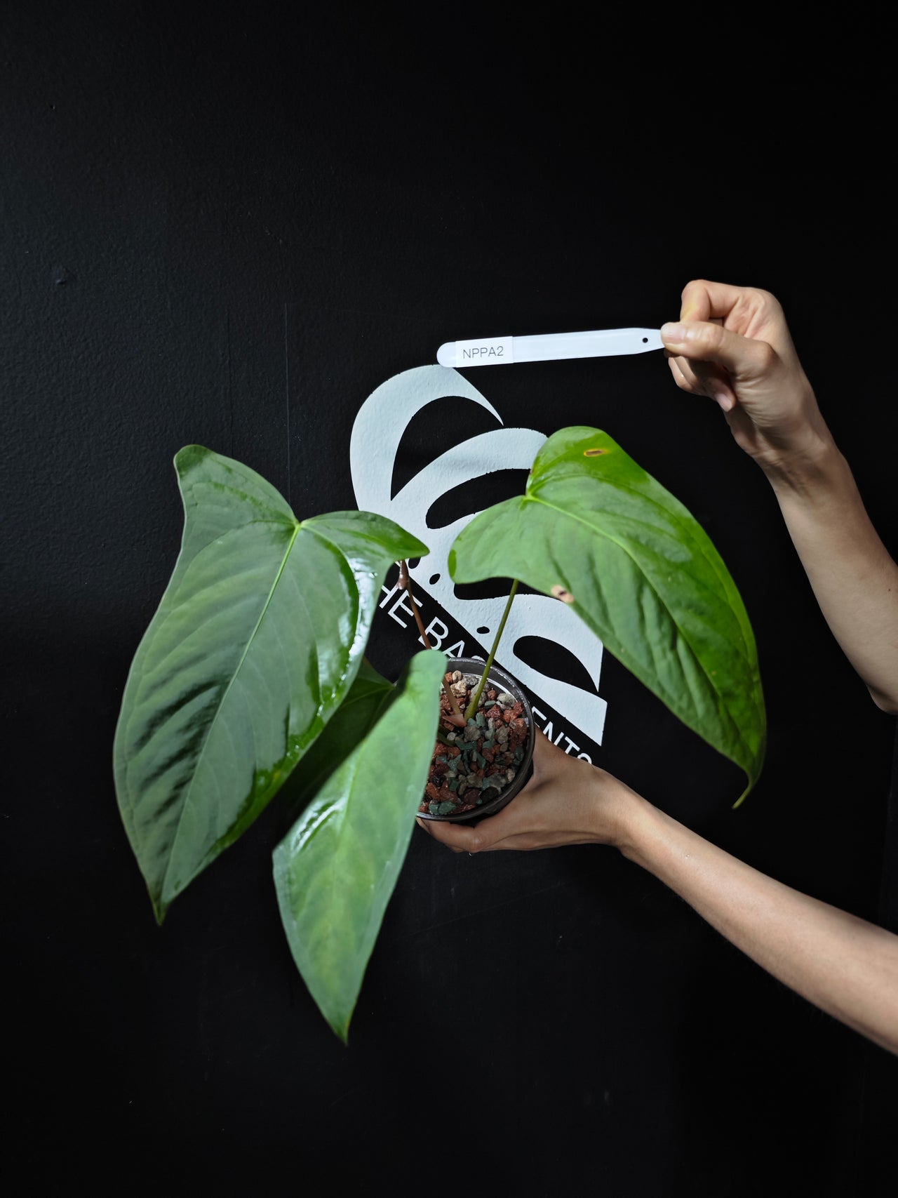 Anthurium Moronense x Papilliaminum