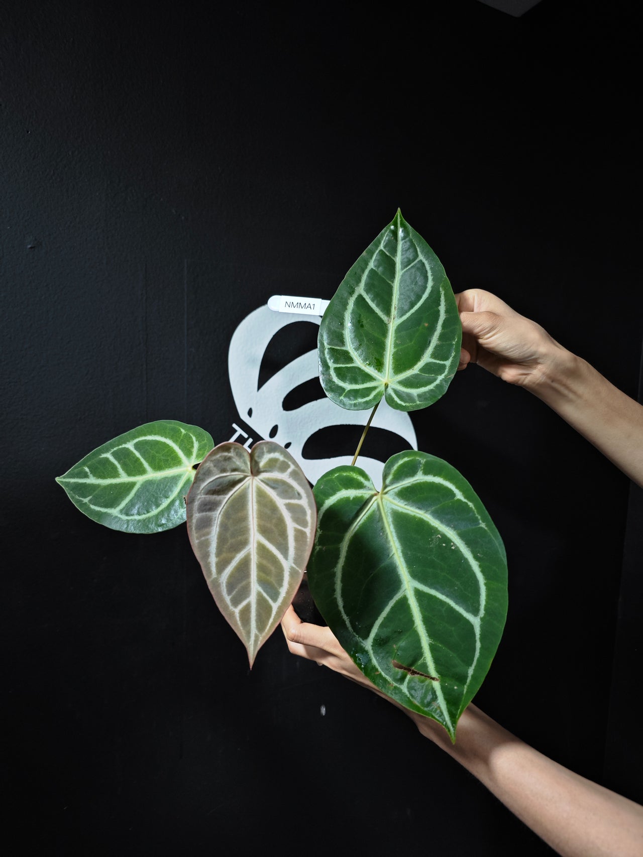 Anthurium Magnificum x (Zara x Michelle)