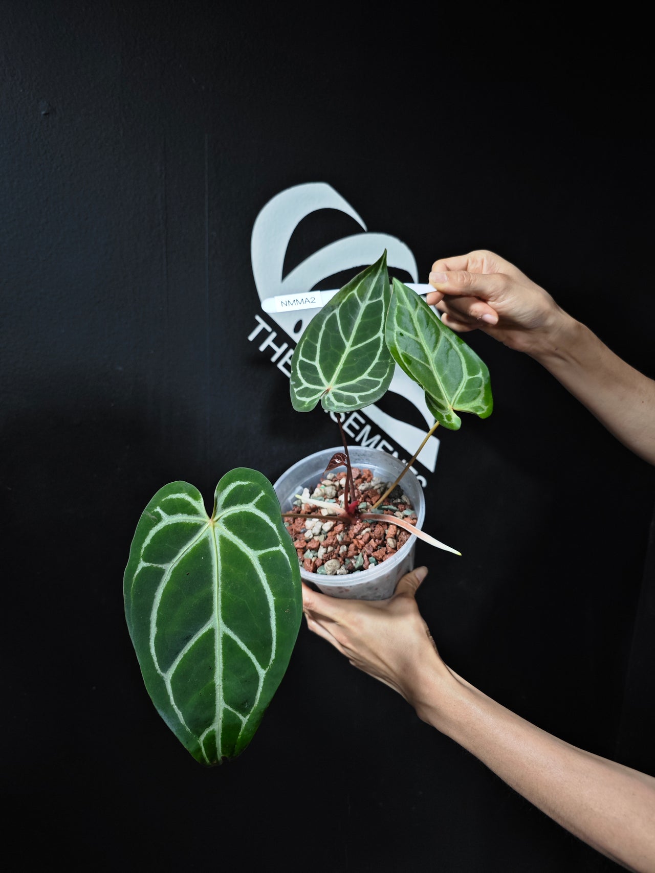 Anthurium Magnificum x (Zara x Michelle)