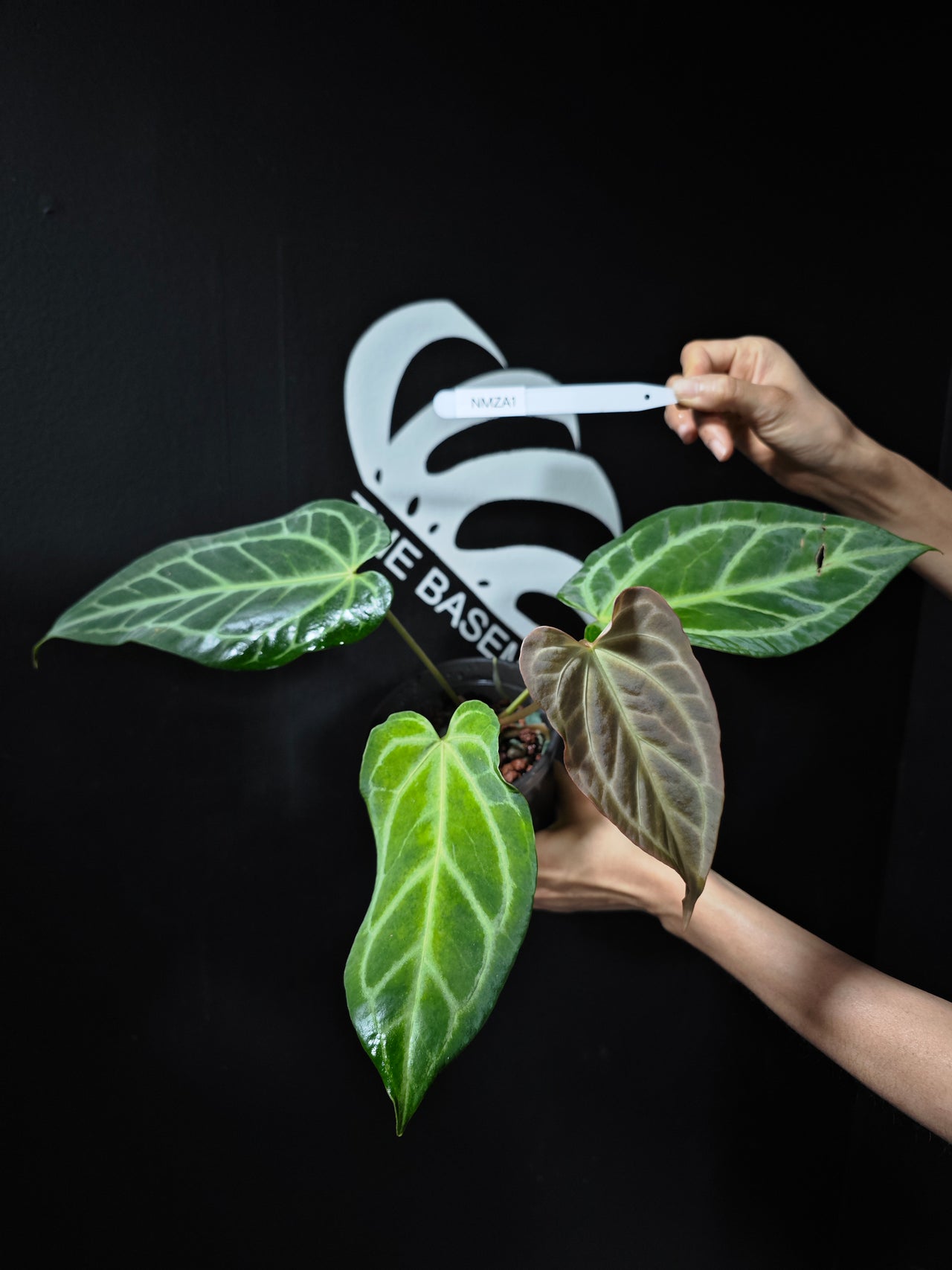 Anthurium (Magnificum x Moronense) x (Zara x Michelle)