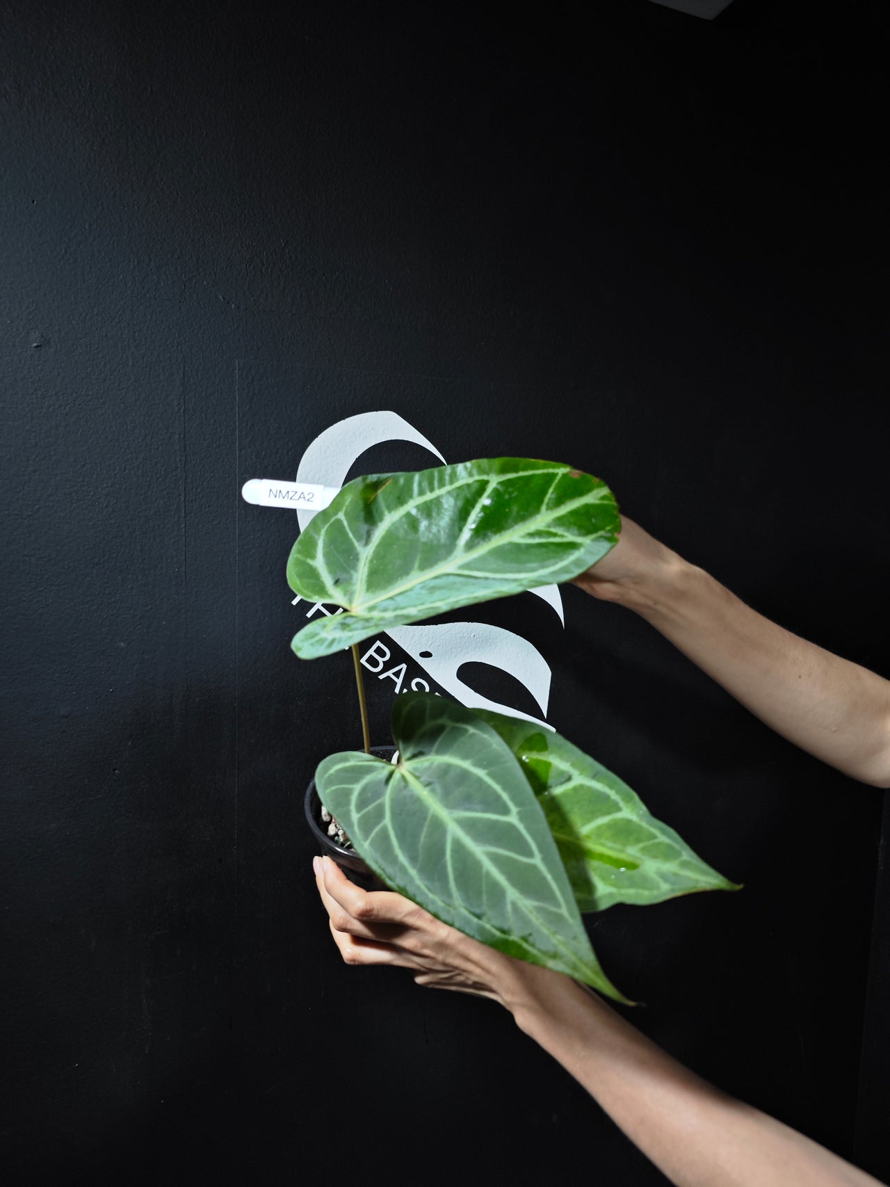Anthurium (Magnificum x Moronense) x (Zara x Michelle)