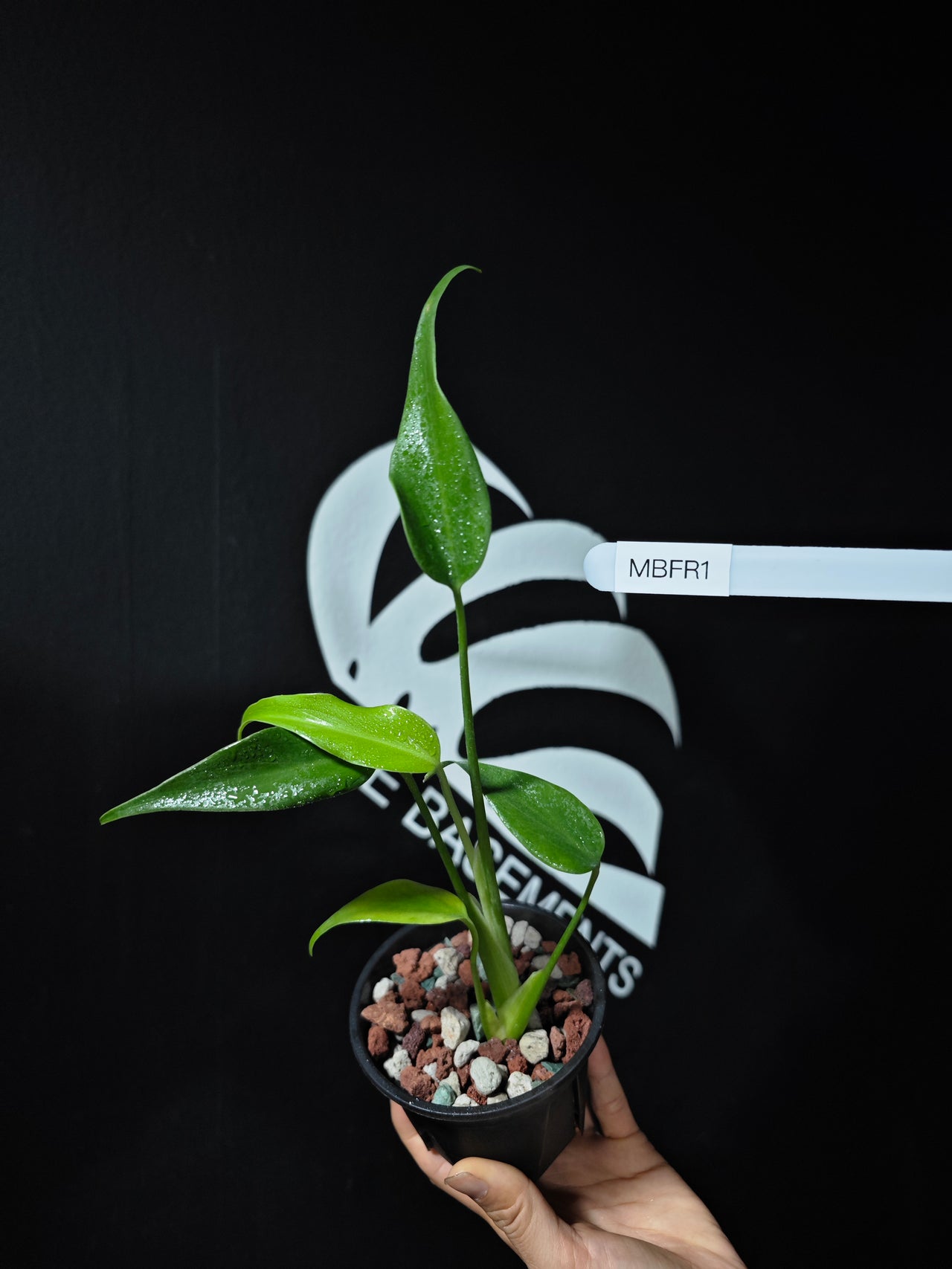 Monstera Burle Marx Flame