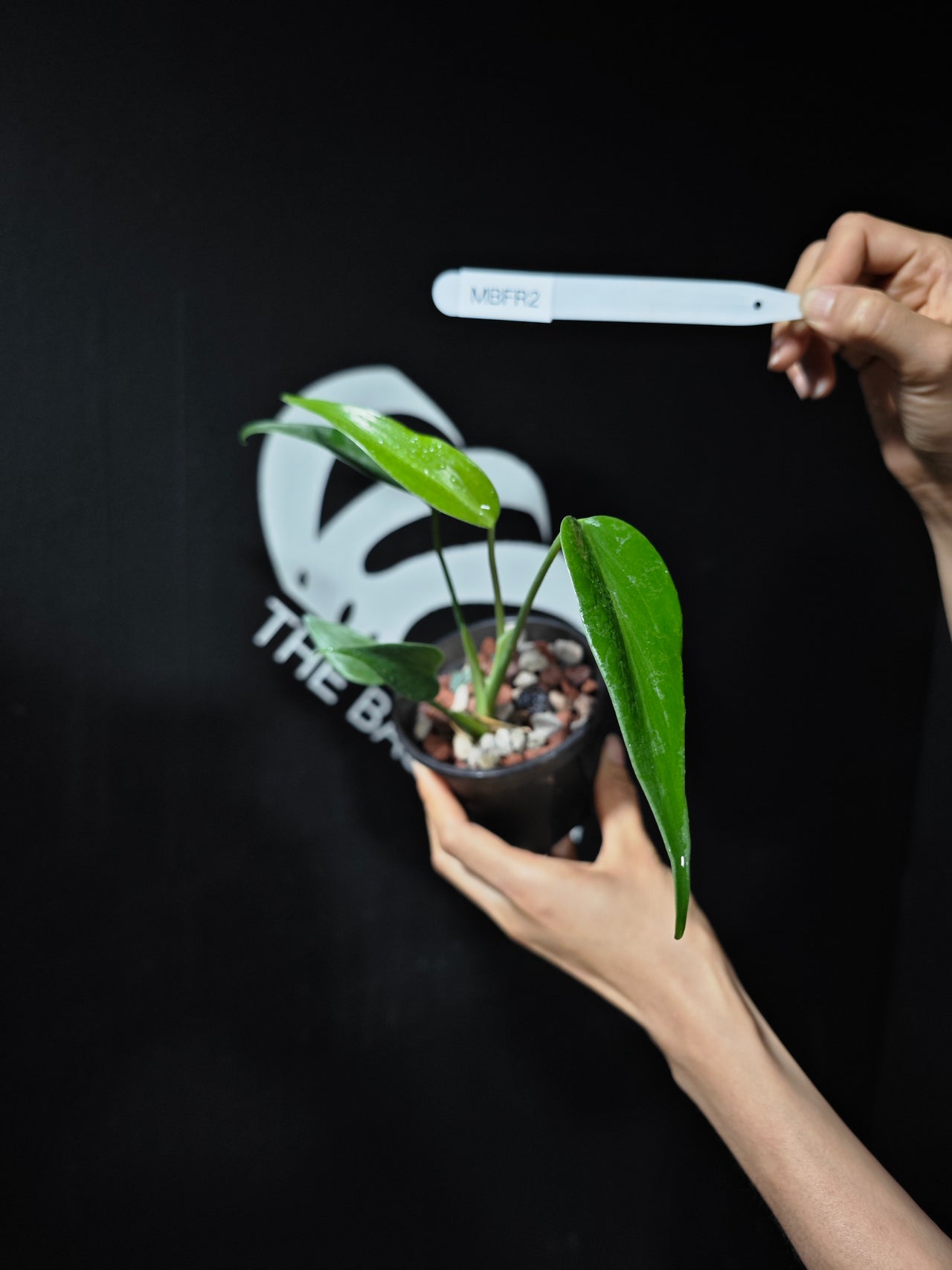 Monstera Burle Marx Flame