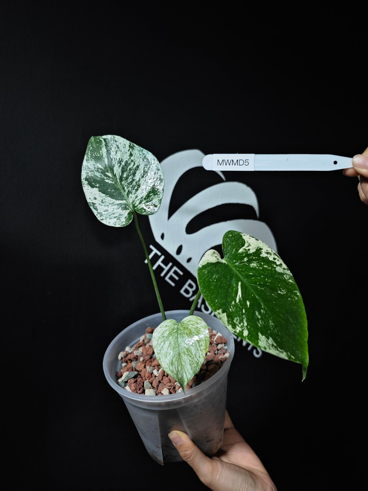 Monstera White Monster Primer Selected