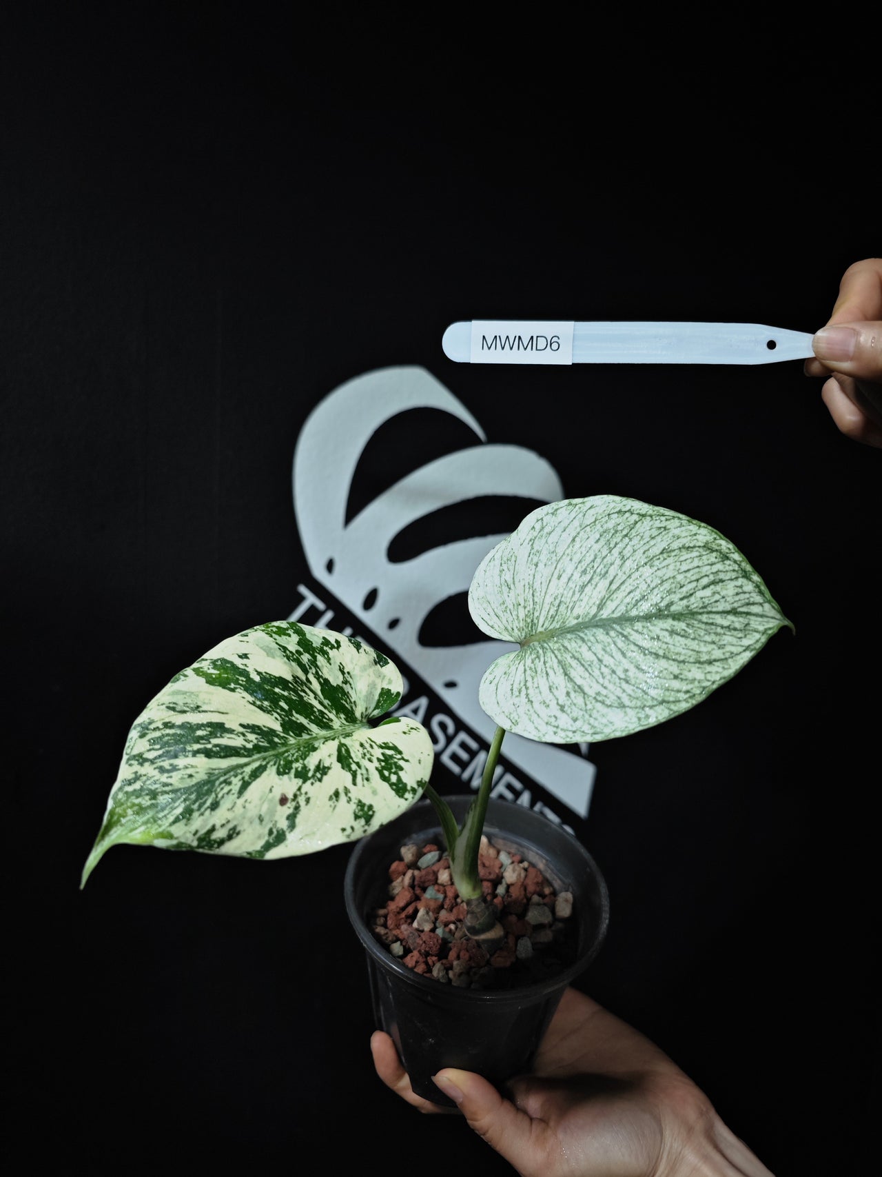 Monstera White Monster Primer Selected