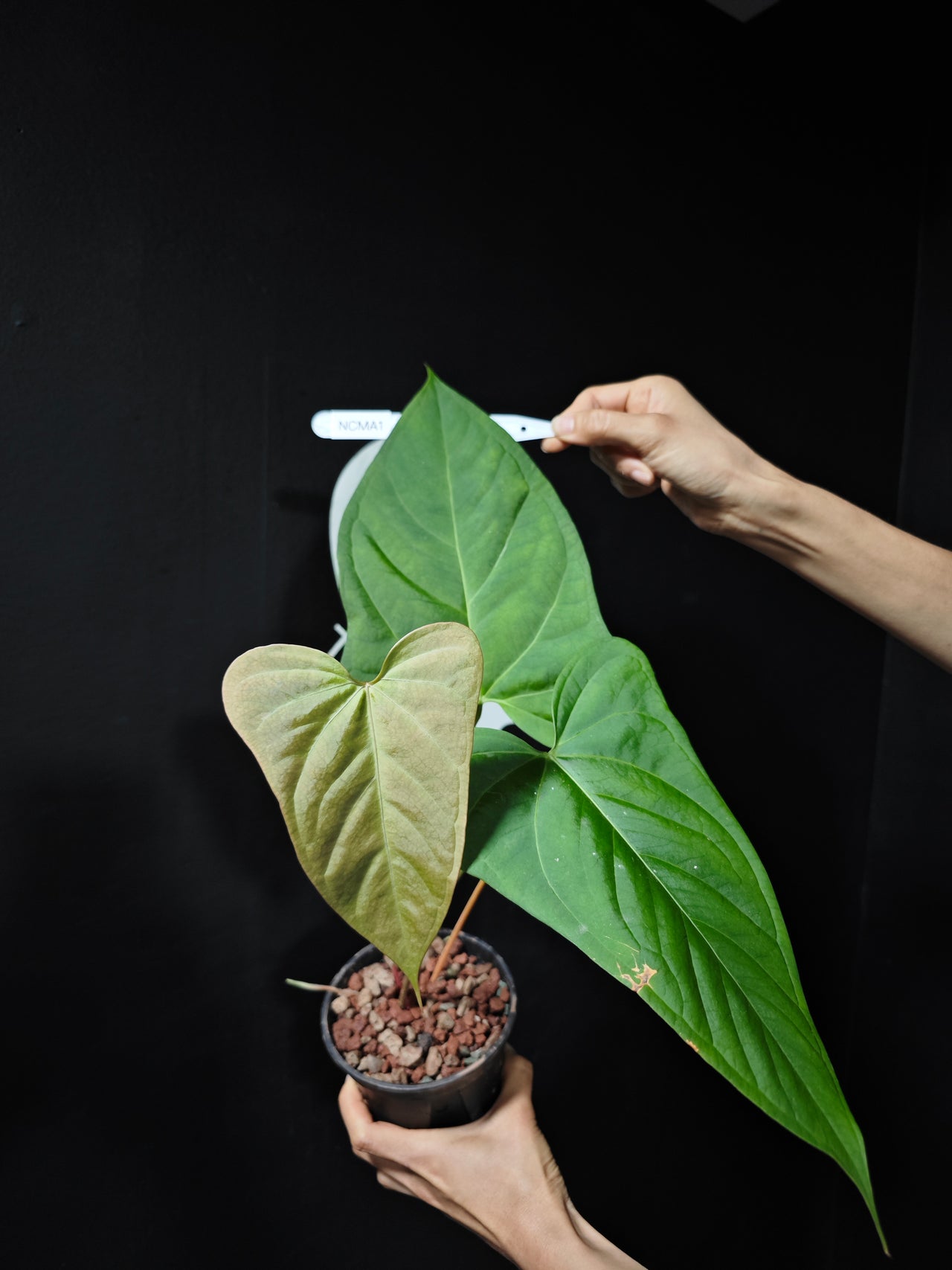 Anthurium Crystallinum x Moronense