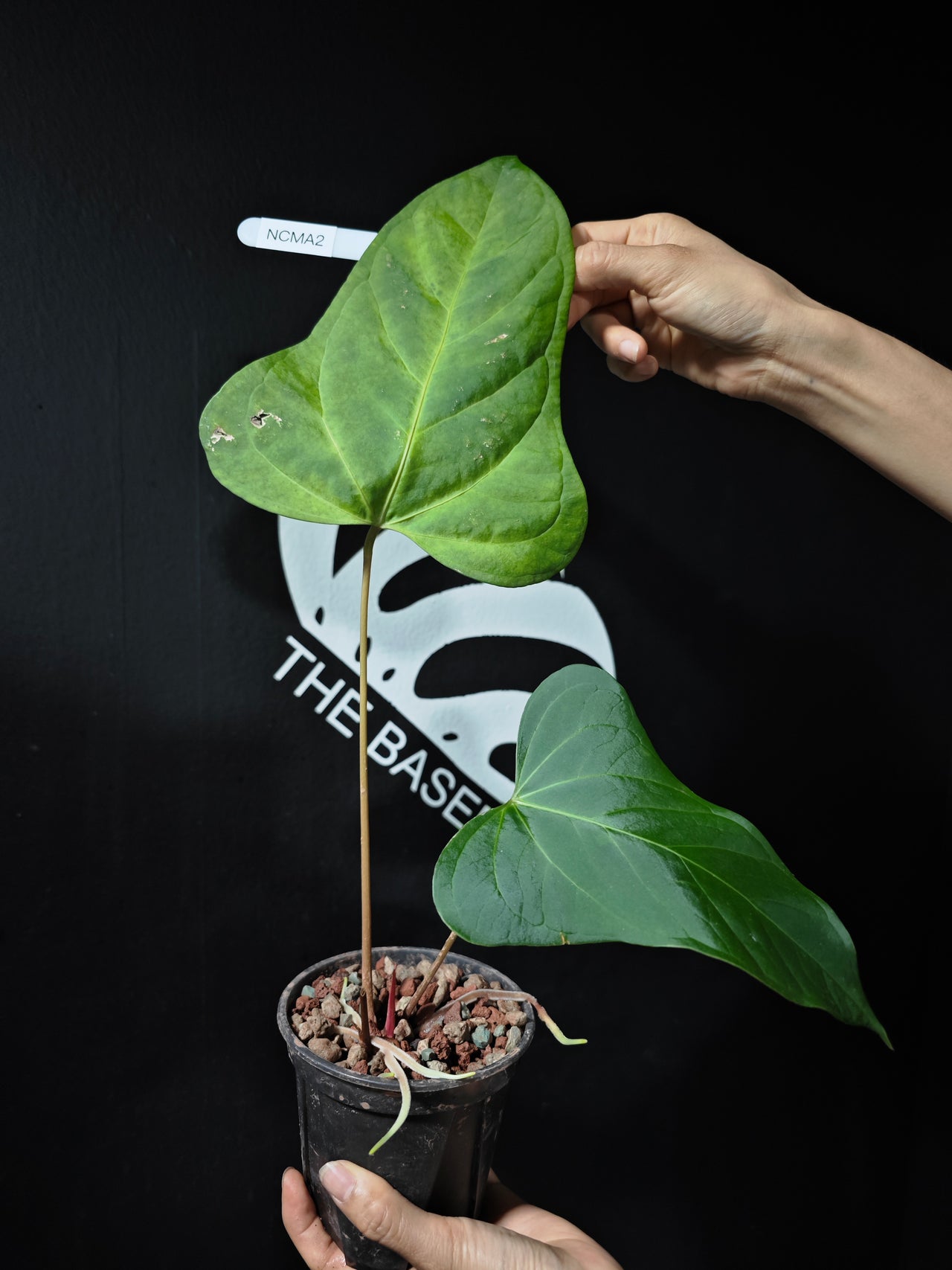 Anthurium Crystallinum x Moronense