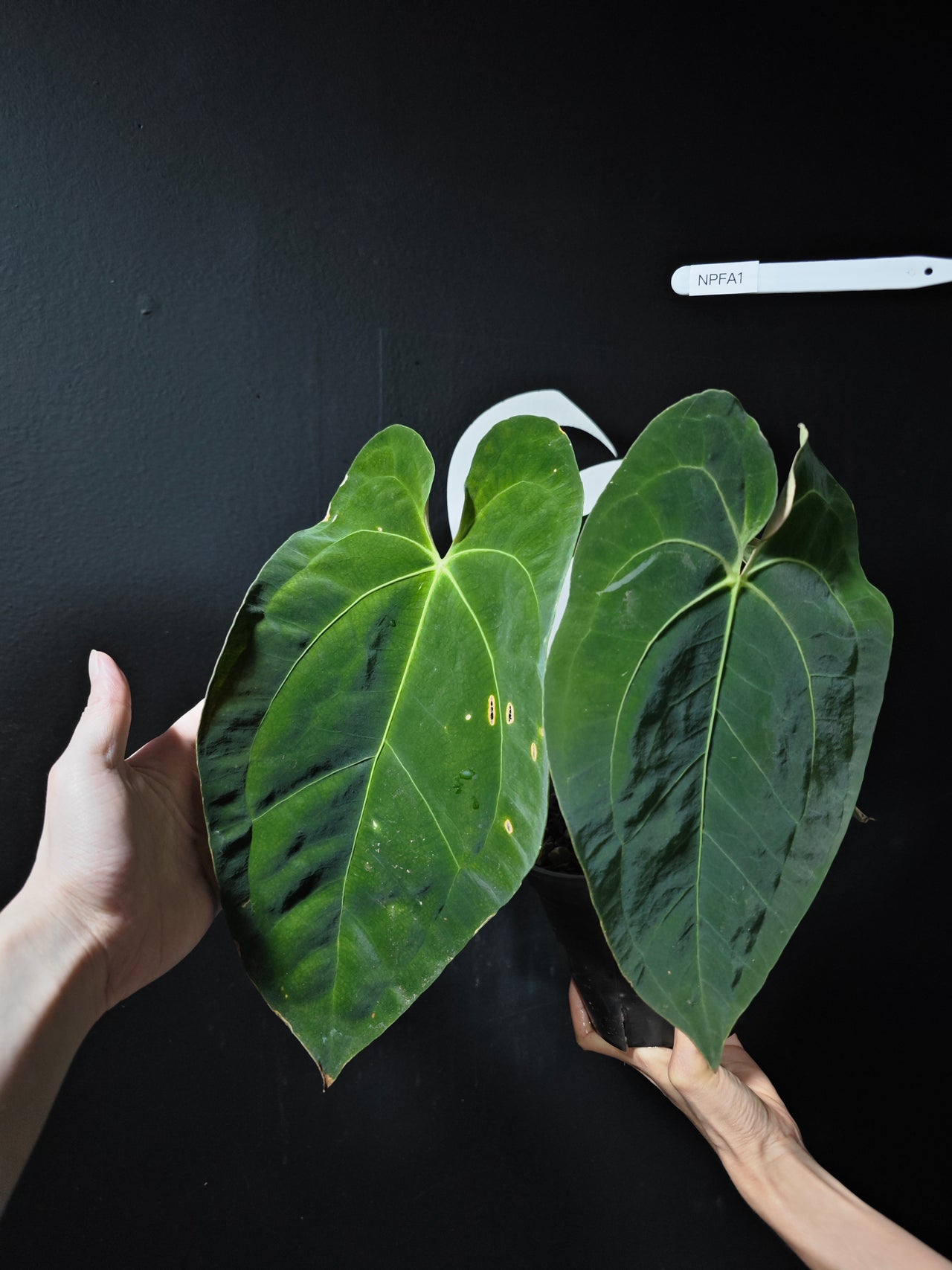Anthurium Papilliaminum x Forgetii
