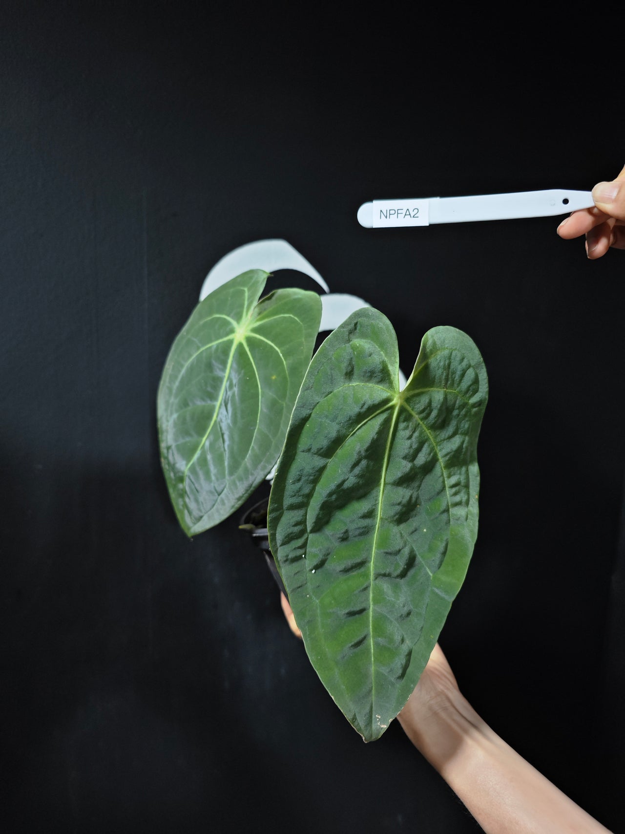Anthurium Papilliaminum x Forgetii