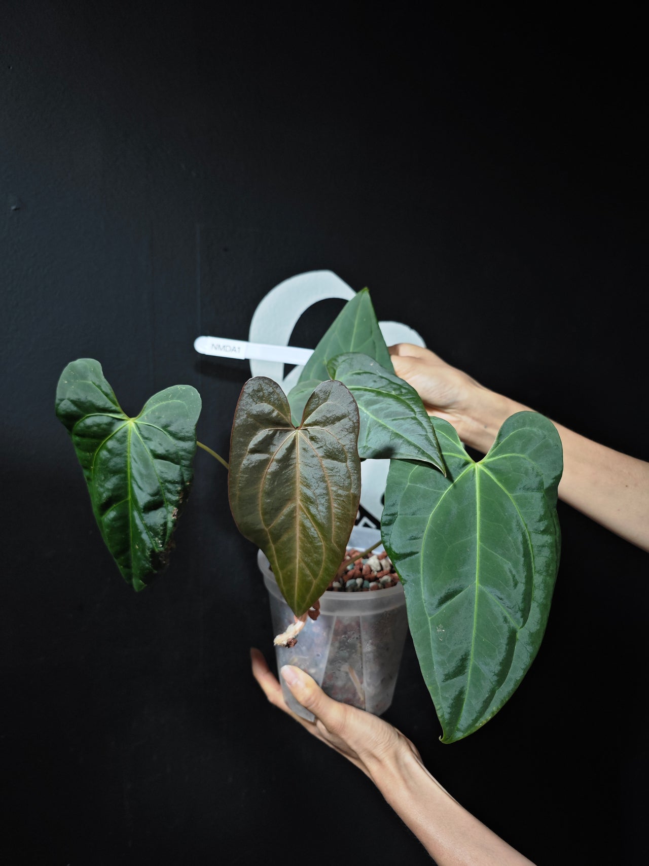 Anthurium Magnificum x Dark Phoenix