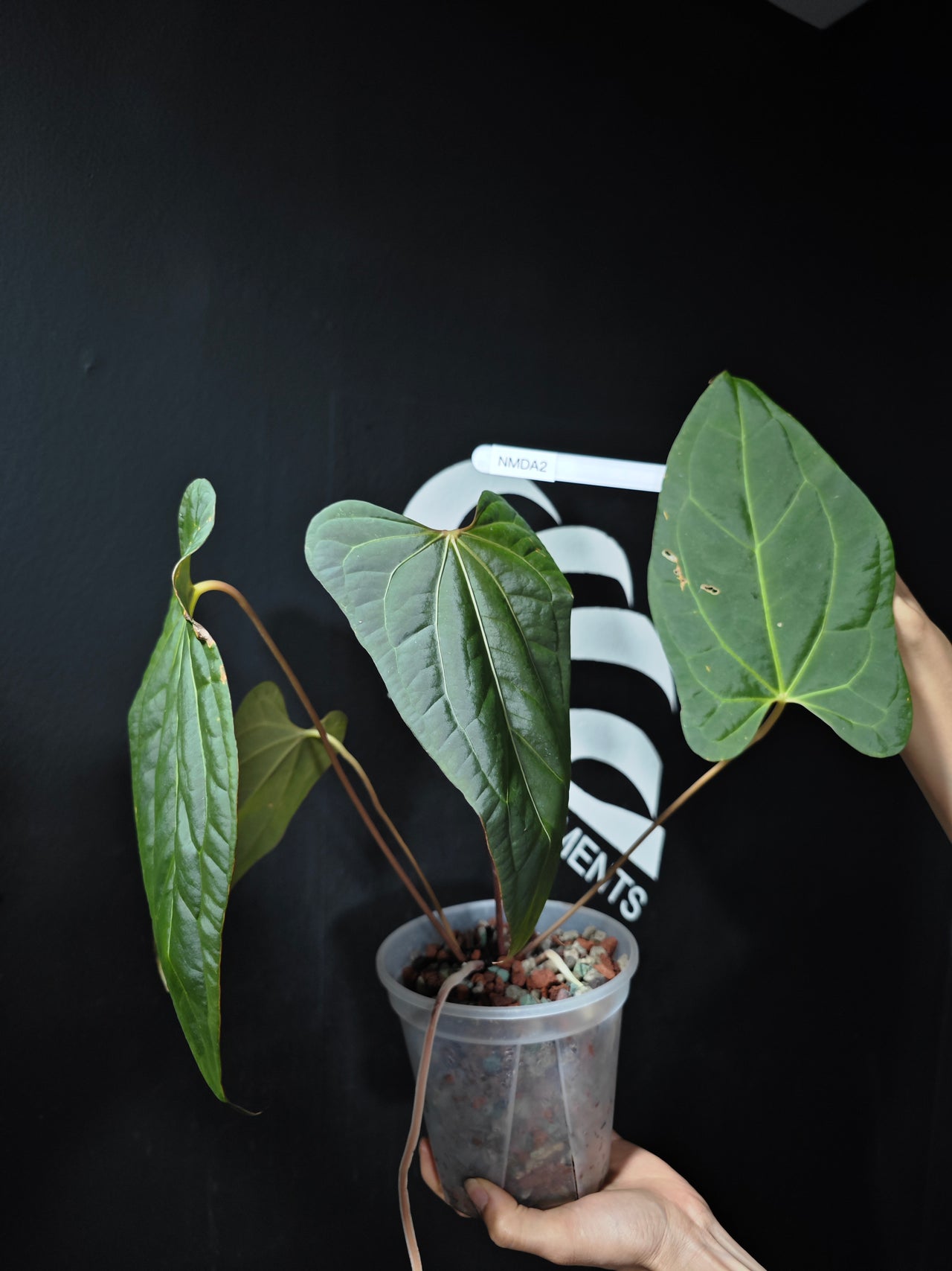 Anthurium Magnificum x Dark Phoenix