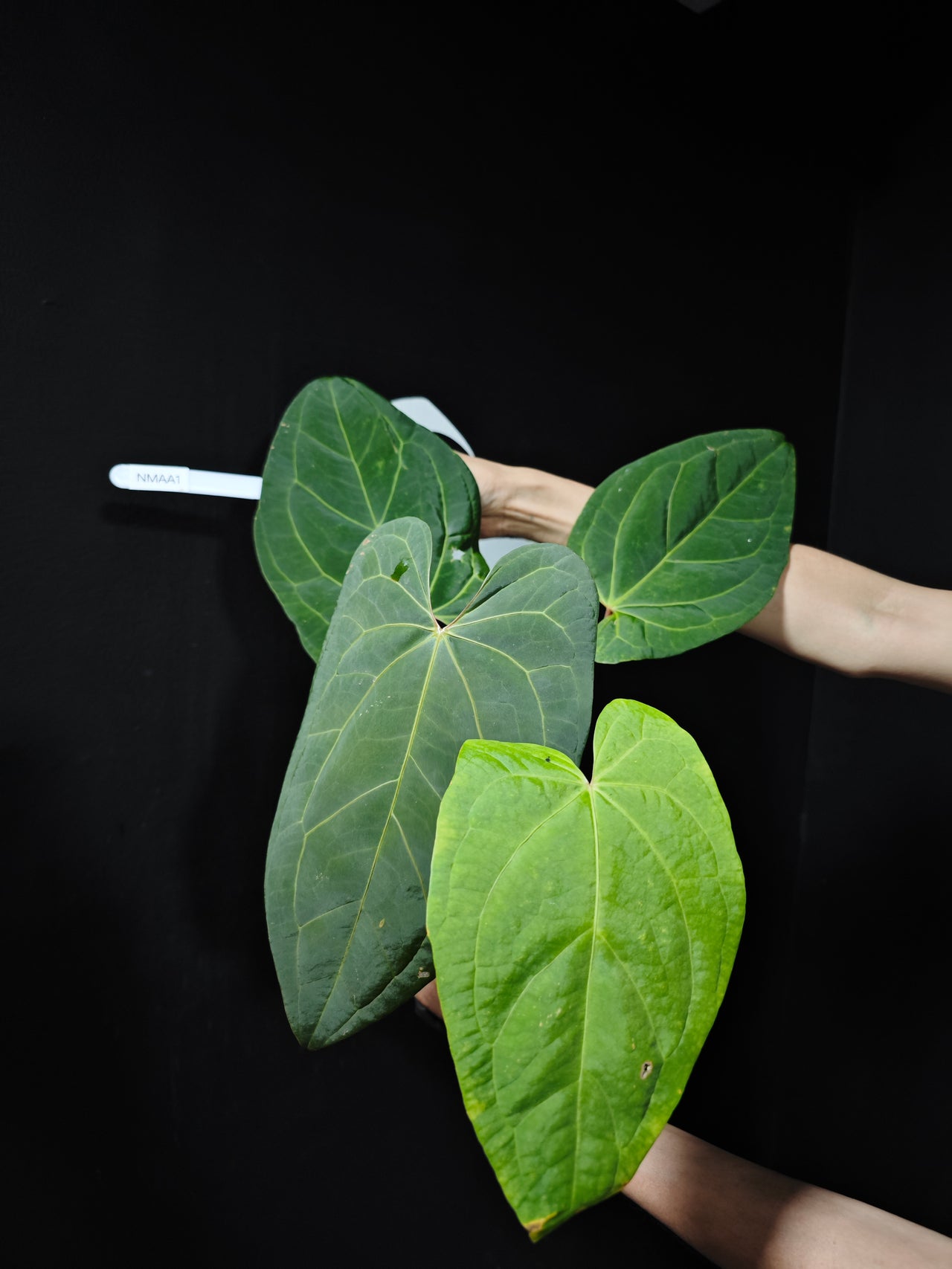 Anthurium (Magnificum x Moronense) x Ace of Spades