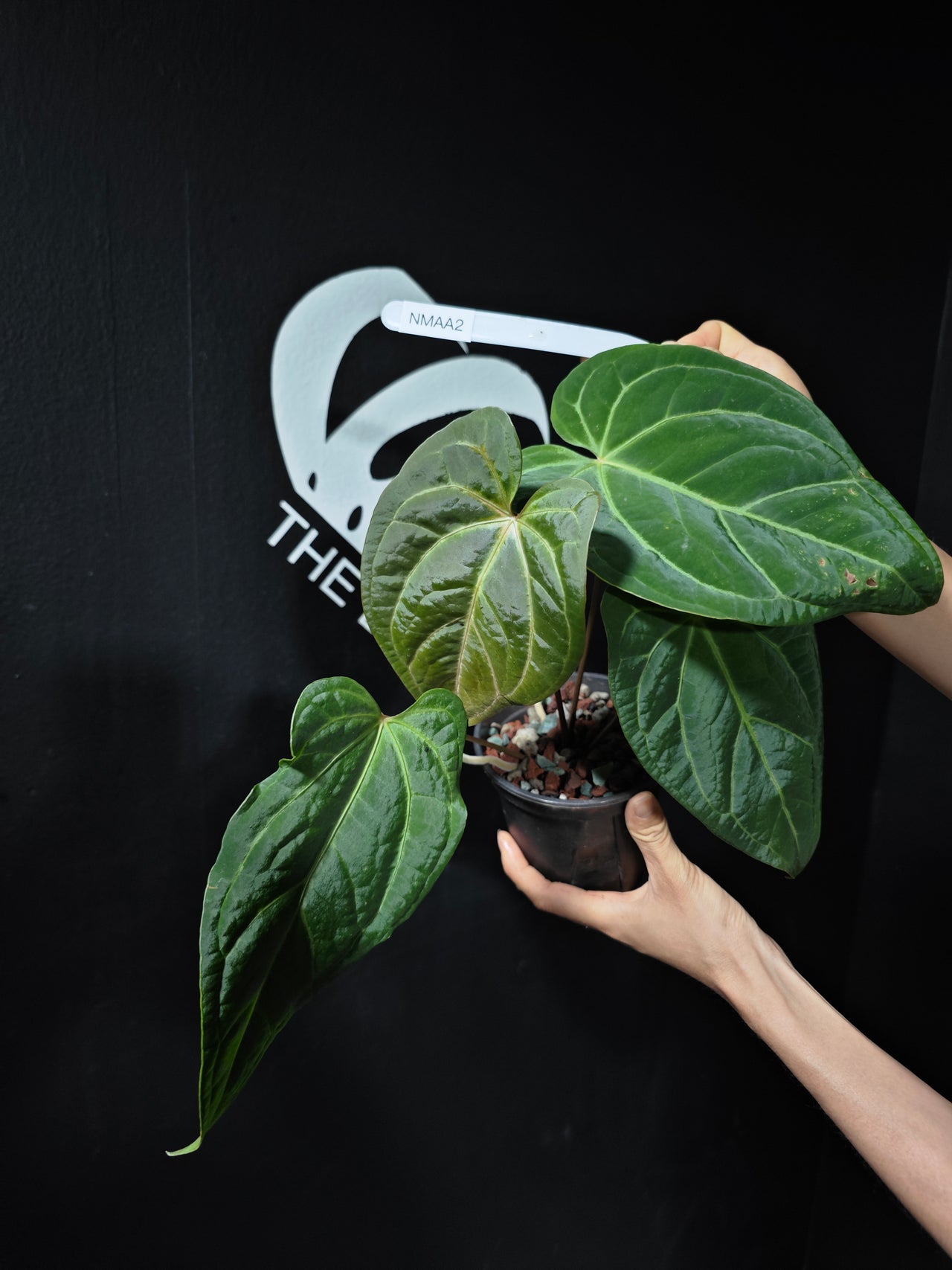 Anthurium (Magnificum x Moronense) x Ace of Spades