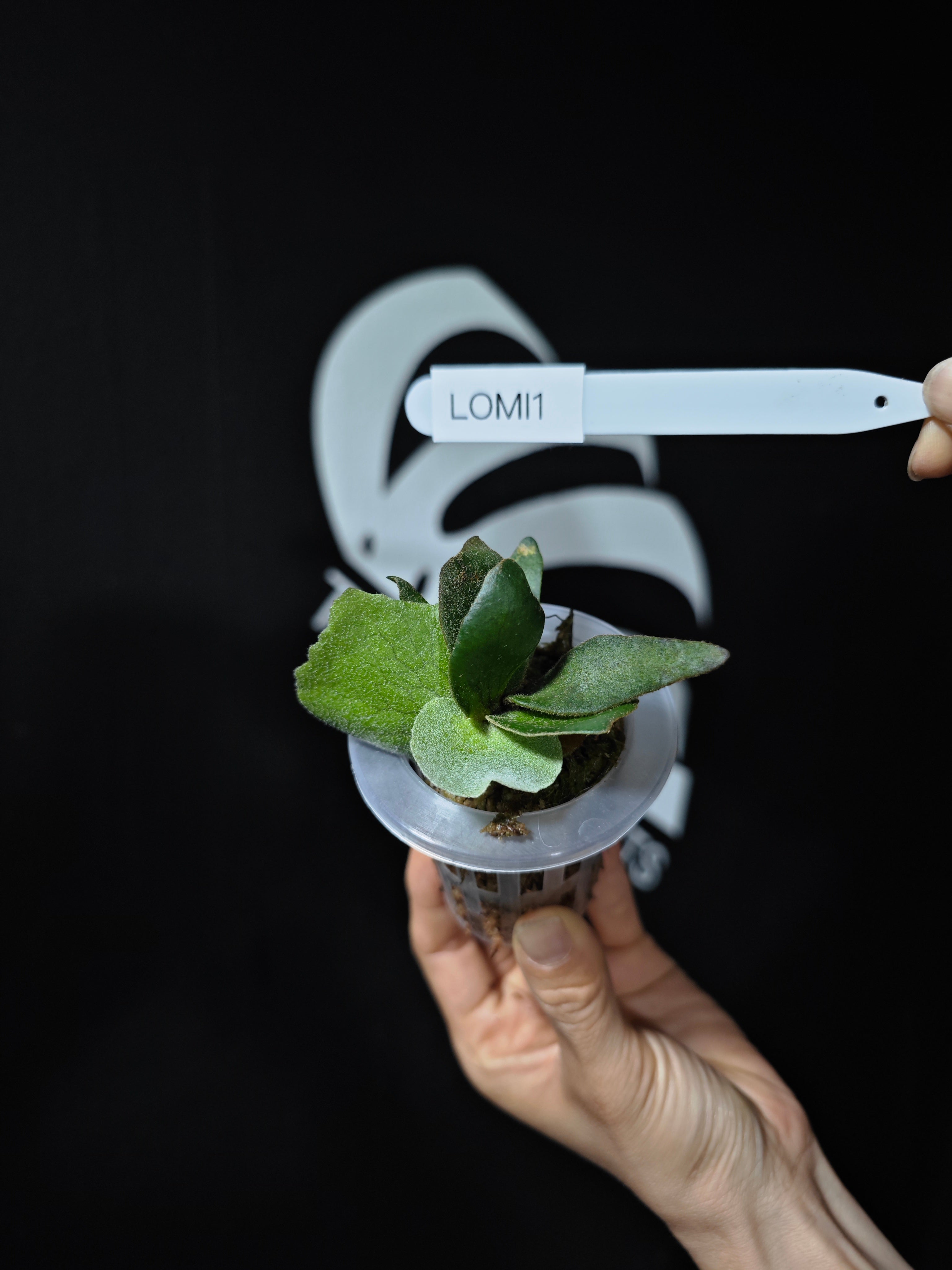 ビカクシダ willncky.dwarf OMG spore Platycerium Willinckii Dwarf “OMG” Sporeling - thebasements.com