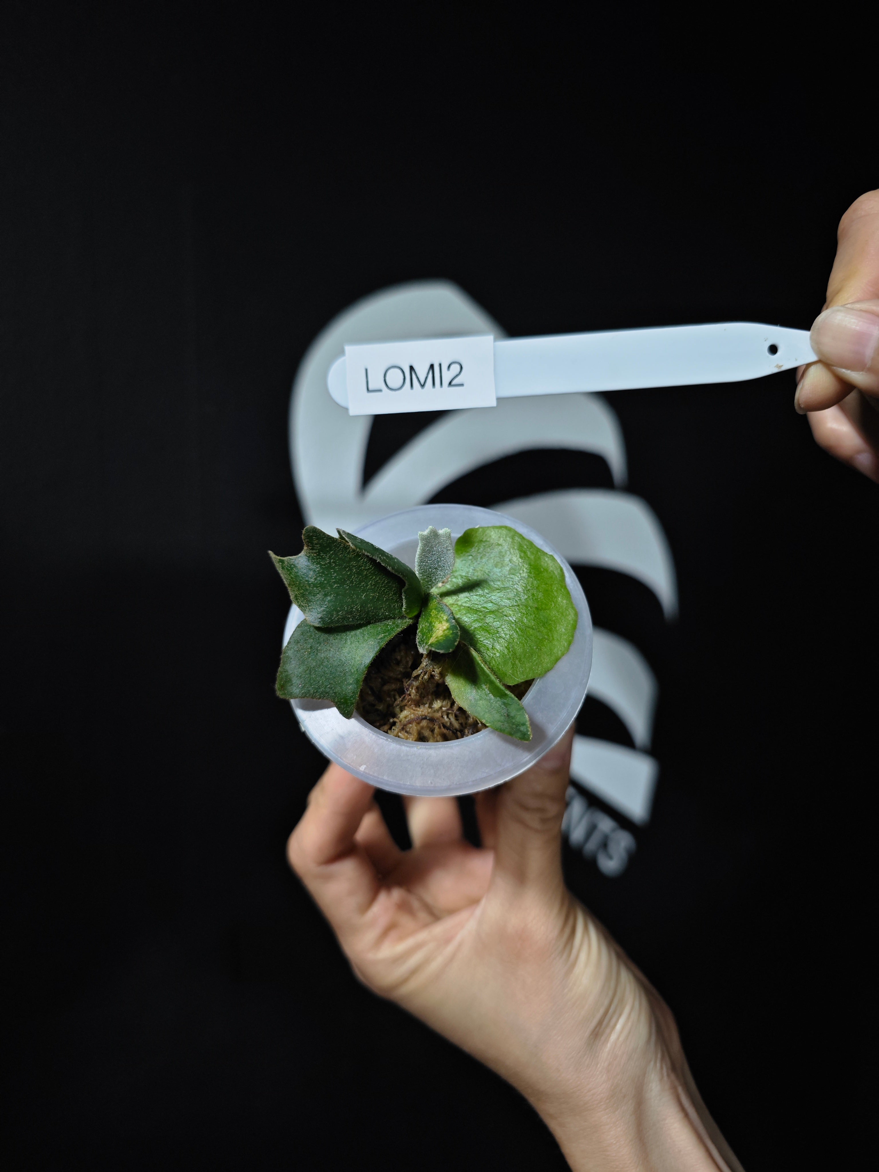 Platycerium Willinckii Dwarf “OMG” Sporeling - thebasements.com