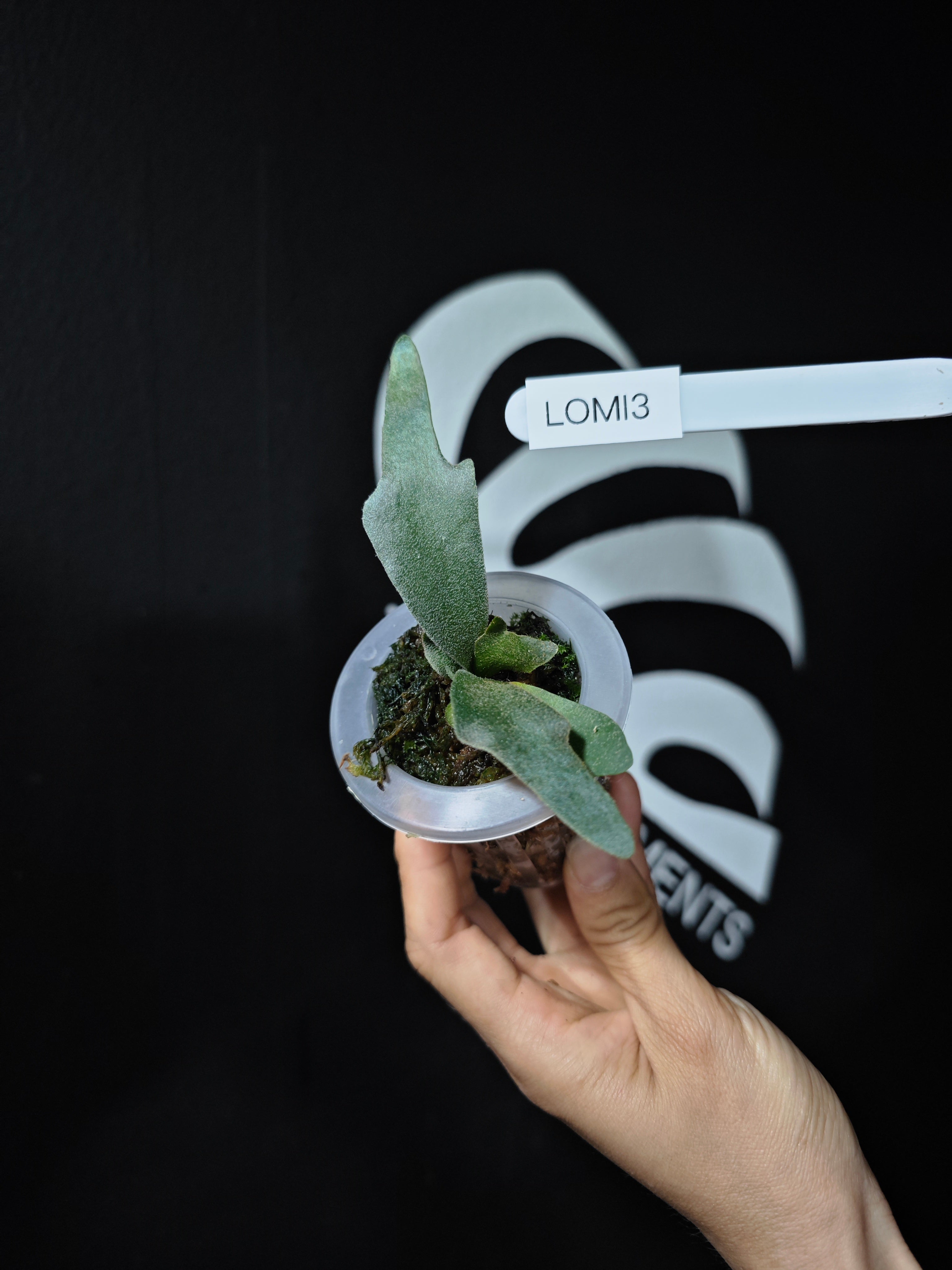 P.willinckii OMG dwarf spore 前葉体617 P.willinckii OMG dwarf spore 前葉体617