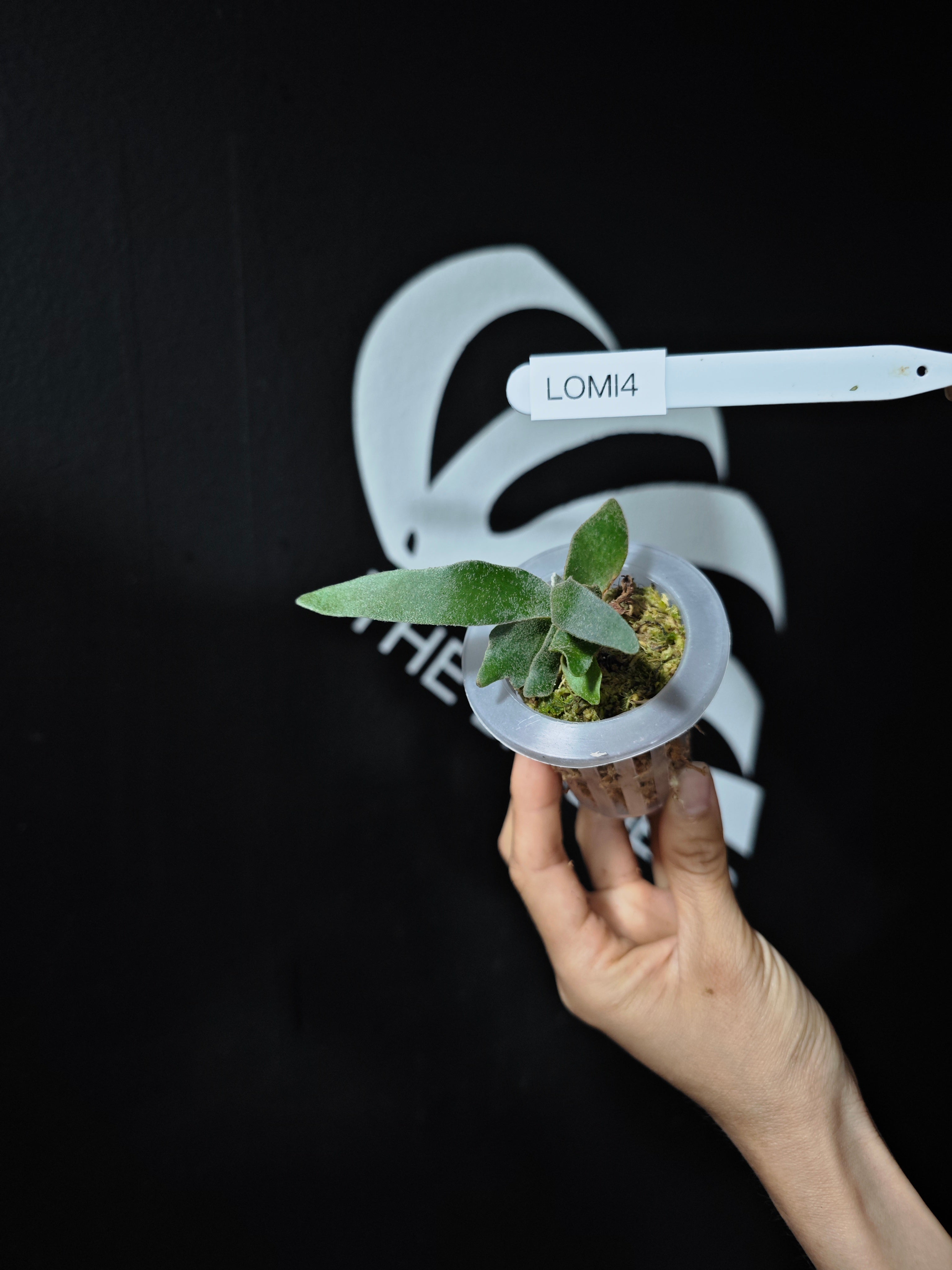 P.willinckii OMG dwarf spore 前葉体617 P.willinckii OMG dwarf spore 前葉体617