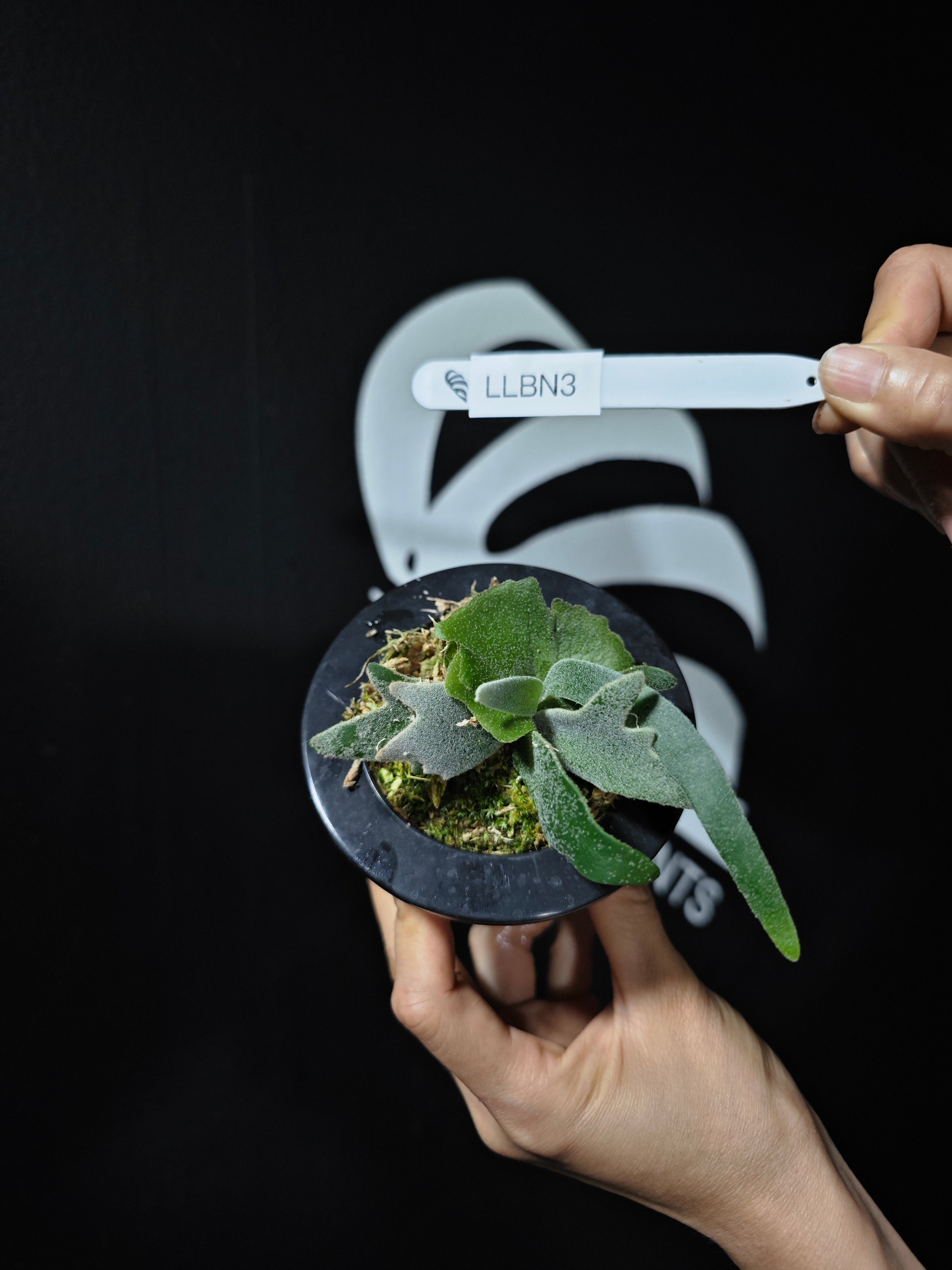Platycerium Willinckii Dwarf “Bacteria” Sporeling